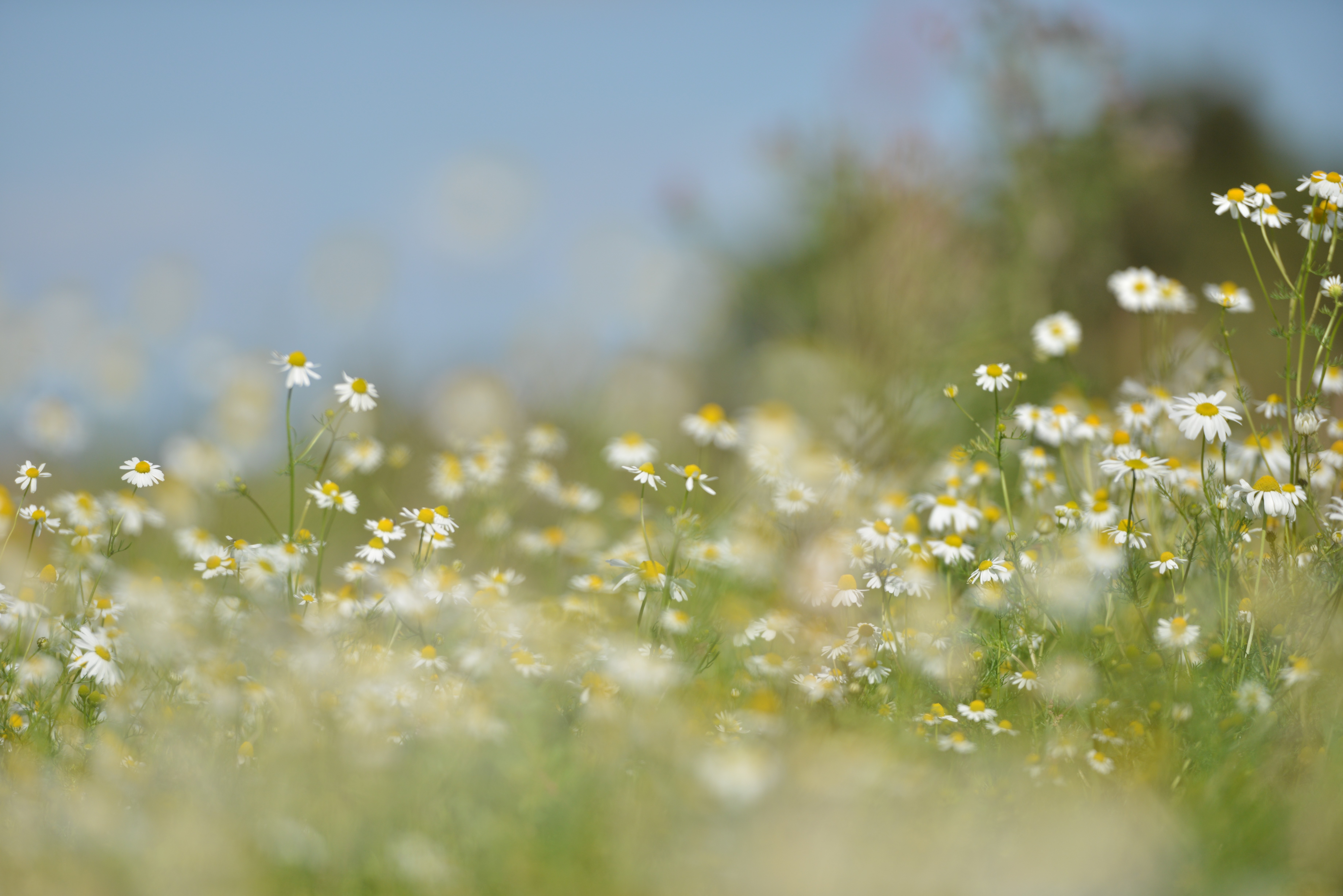 General 7360x4912 nature flowers chamomile plants outdoors