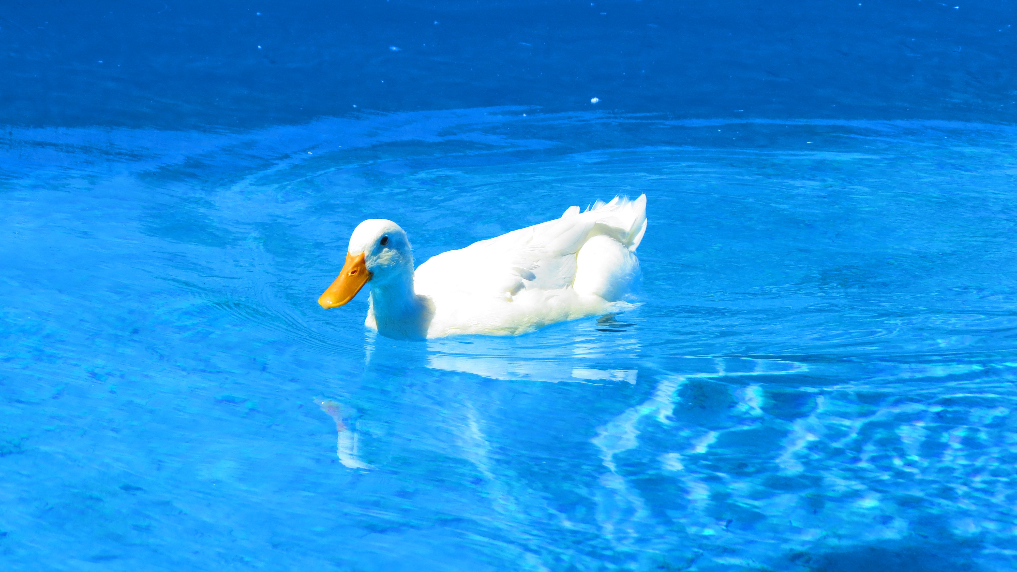 General 4000x2248 duck swimming swimming pool water sunlight bright waves animals minimalism white blue birds