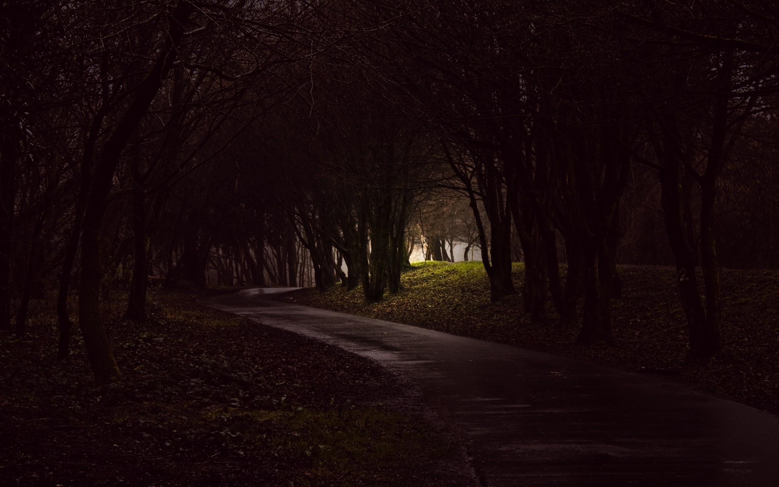 General 2560x1600 photography trees path forest dark spooky