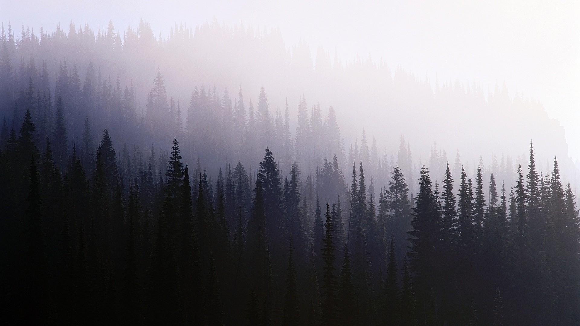 General 1920x1080 mist trees forest nature