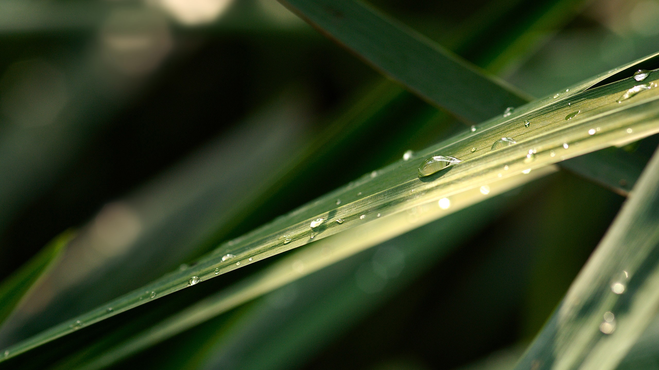 General 2560x1440 photography nature plants leaves macro water drops