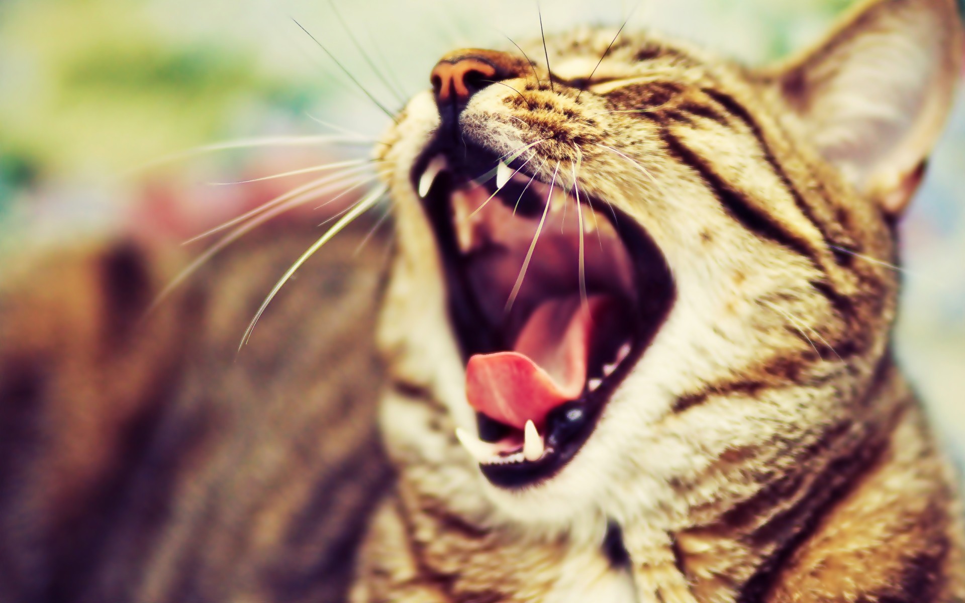General 1920x1200 cats animals mammals closeup yawning open mouth pointed tooth whiskers fur blurry background blurred closed eyes