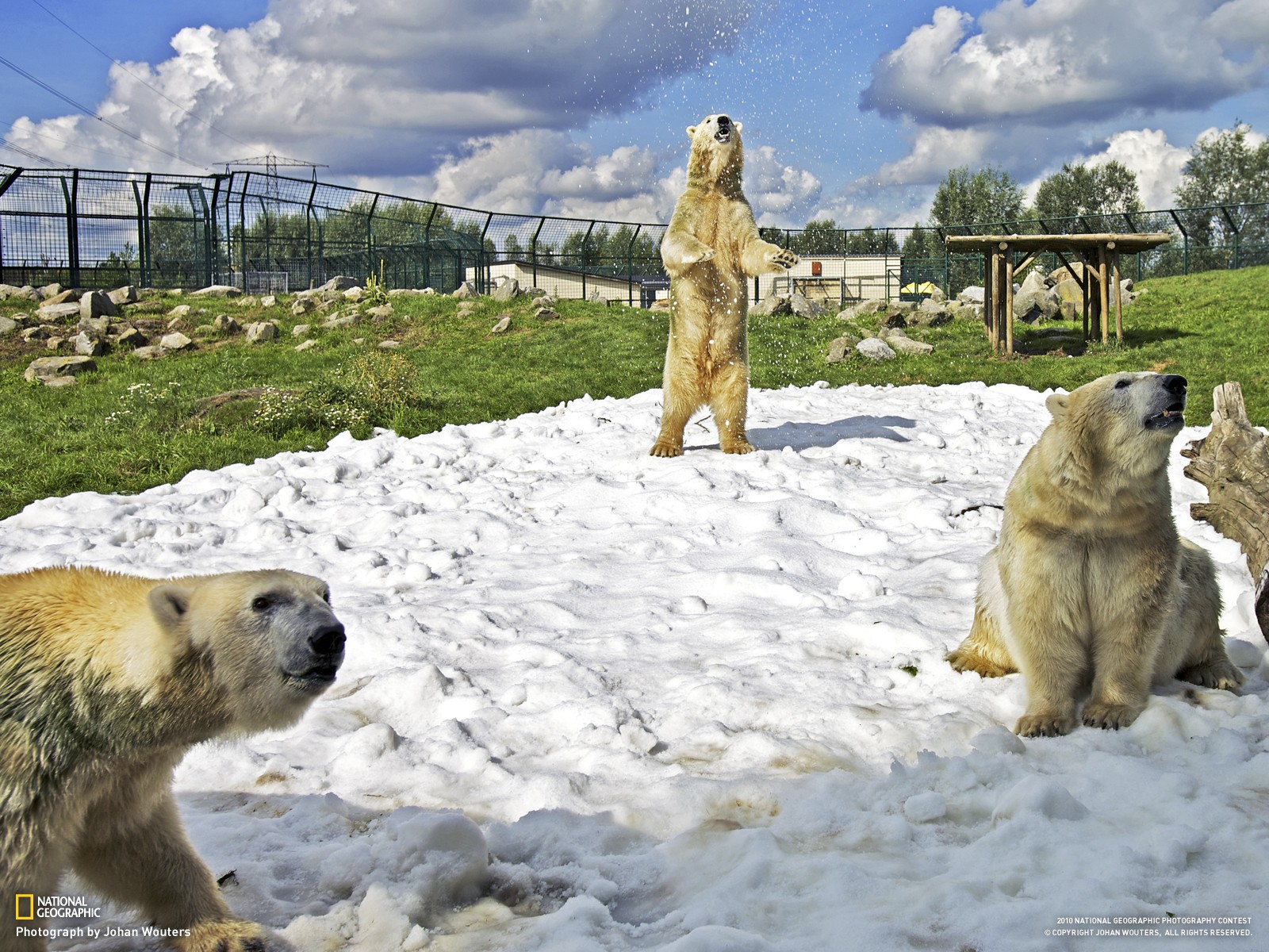 General 1600x1200 National Geographic bears animals mammals 2010 (Year) polar bears