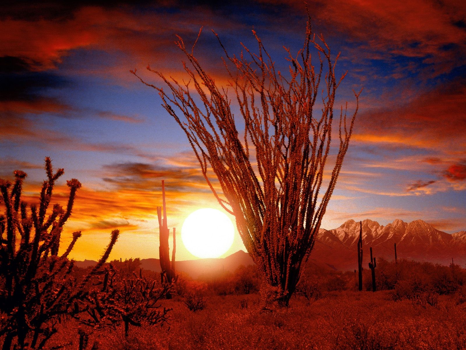 General 1600x1200 sunset cactus Badlands (nature) mountains landscape nature