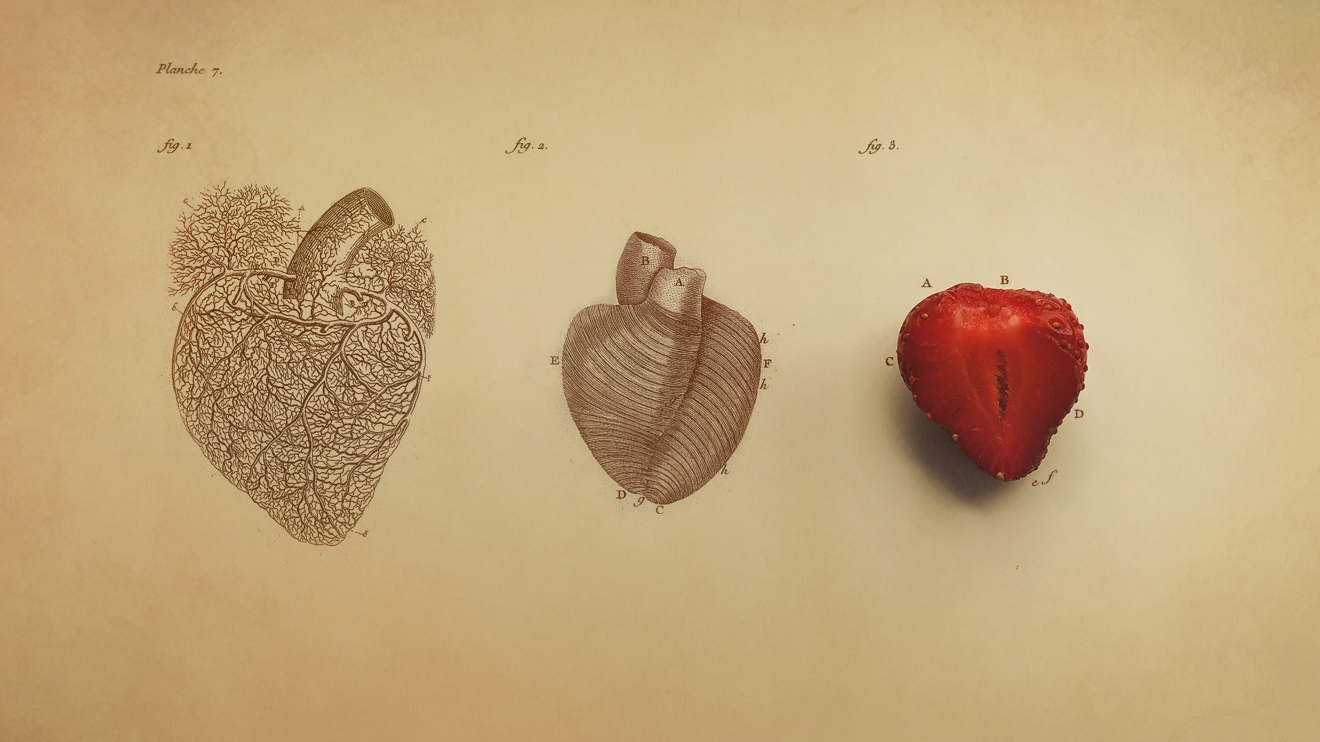 General 1920x1080 heart digital art simple background organs drawing vintage veins text fruit strawberries biology  medicine beige beige background artwork