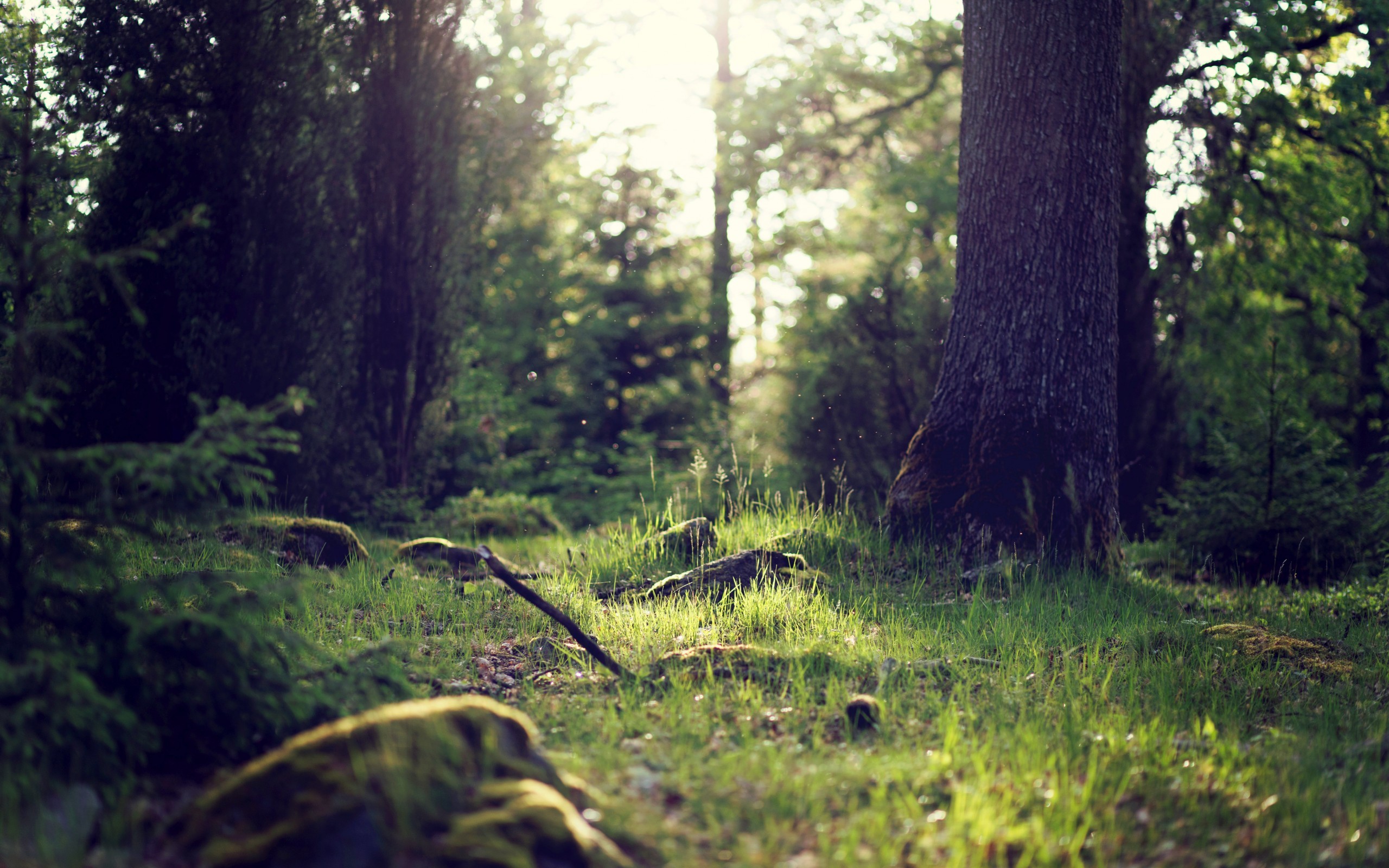 General 2560x1600 forest nature forest clearing sunlight grass plants