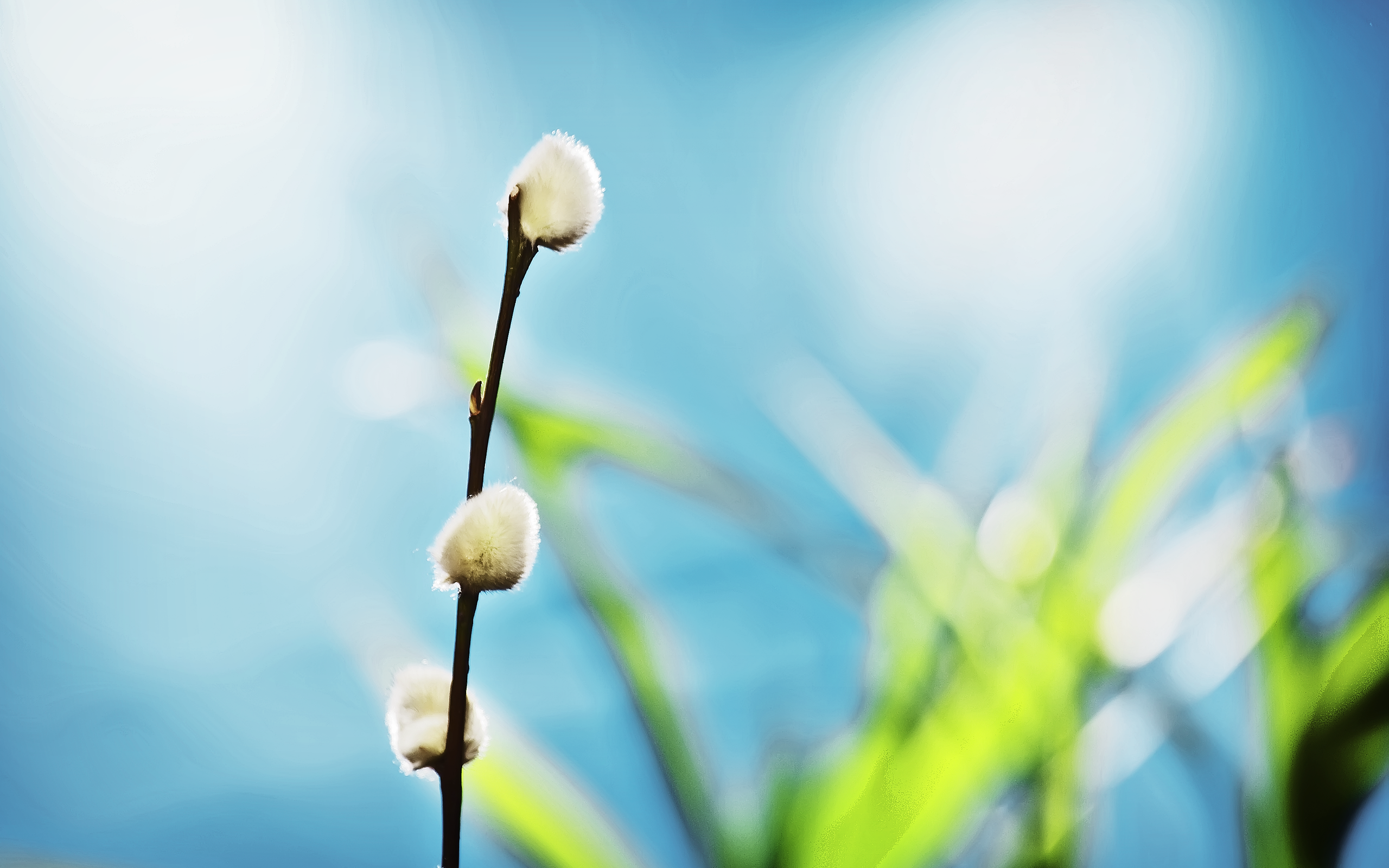 General 2560x1600 nature flowers white flowers macro branch plants