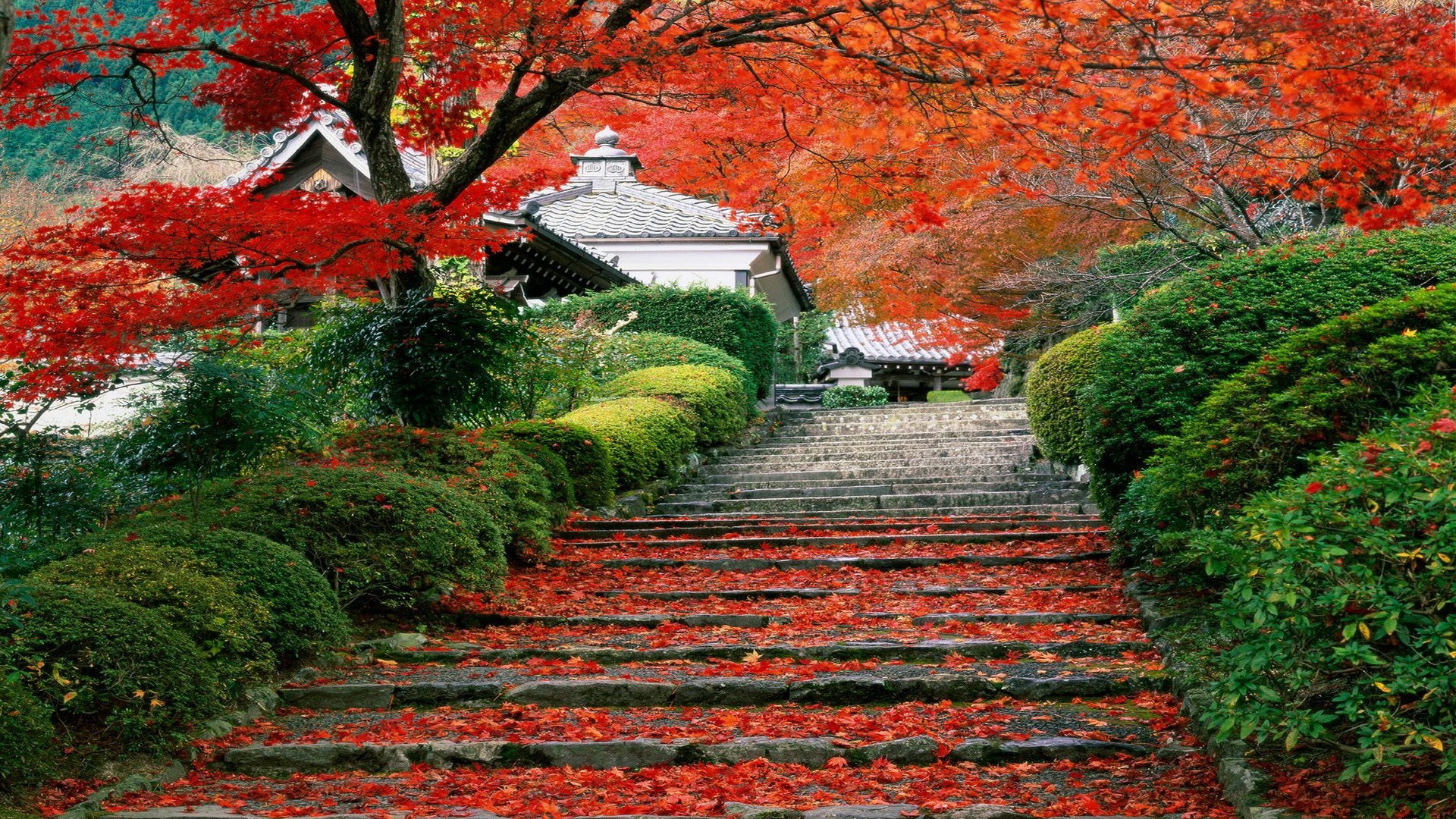 General 1920x1080 cherry trees stairs leaves garden Asia trees fall