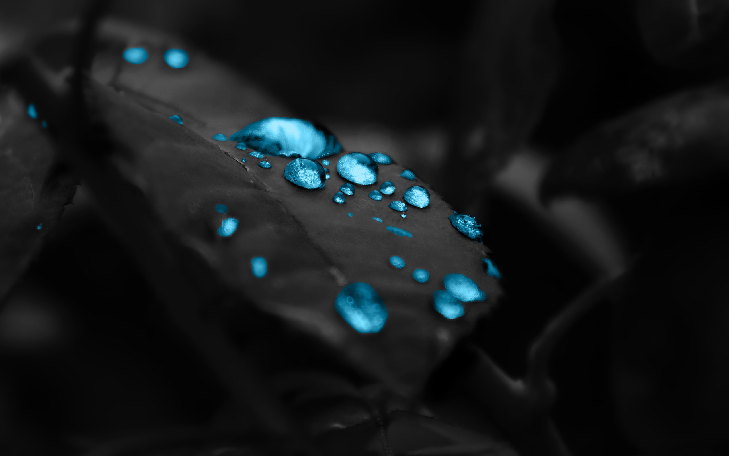 General 2560x1600 water drops leaves blue selective coloring plants