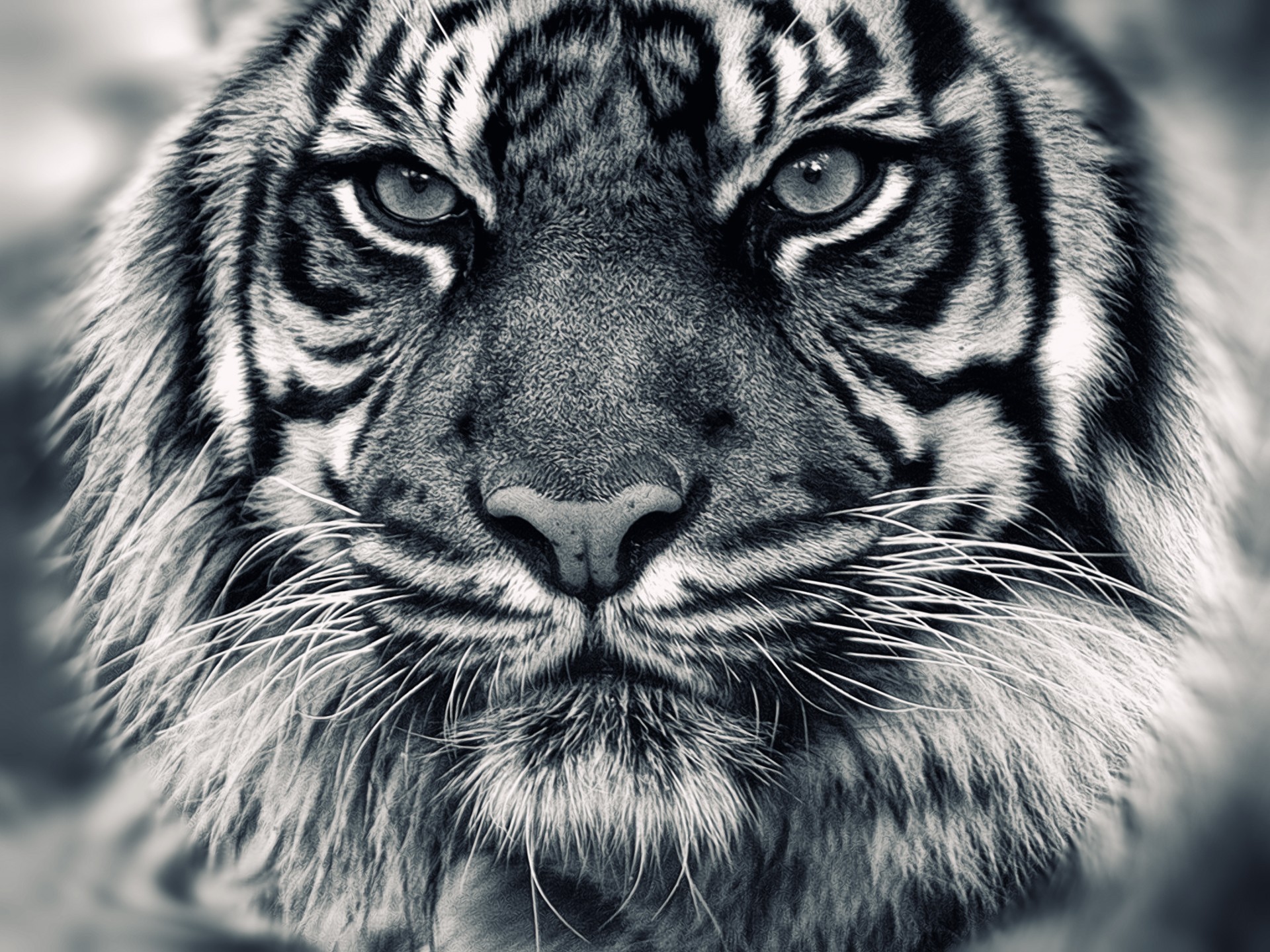 General 1920x1440 tiger animals mammals big cats monochrome