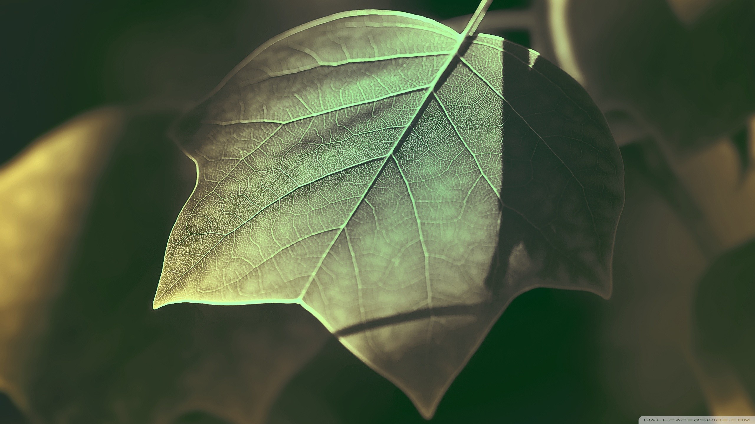 General 2560x1440 leaves photography nature plants macro