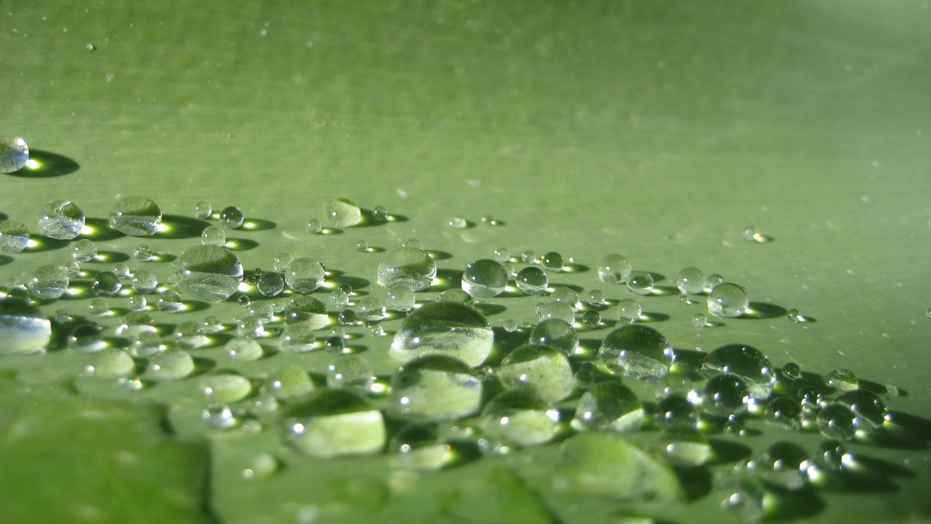 General 1920x1080 water drops macro green water leaves