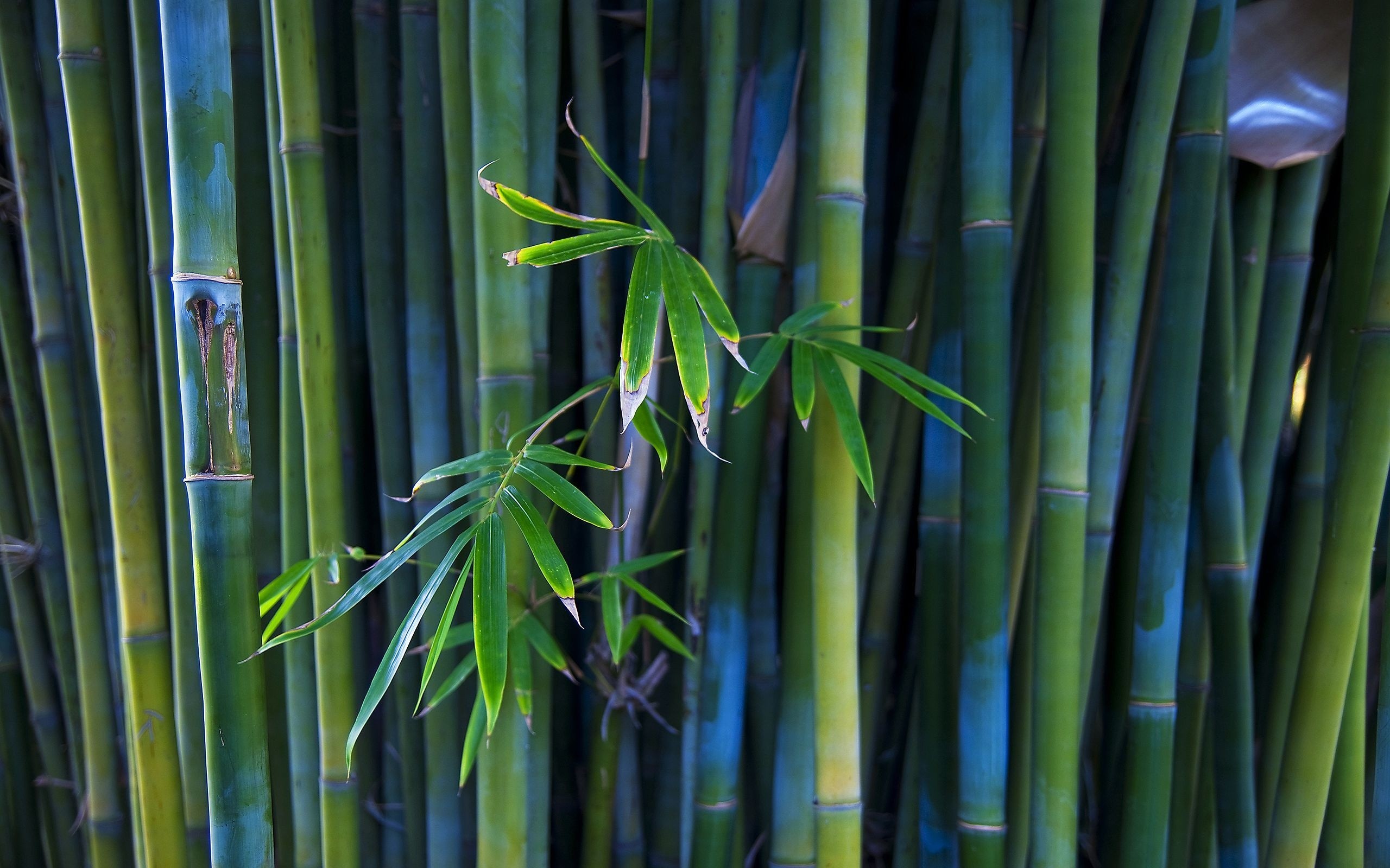 General 2560x1600 nature bamboo photography plants leaves