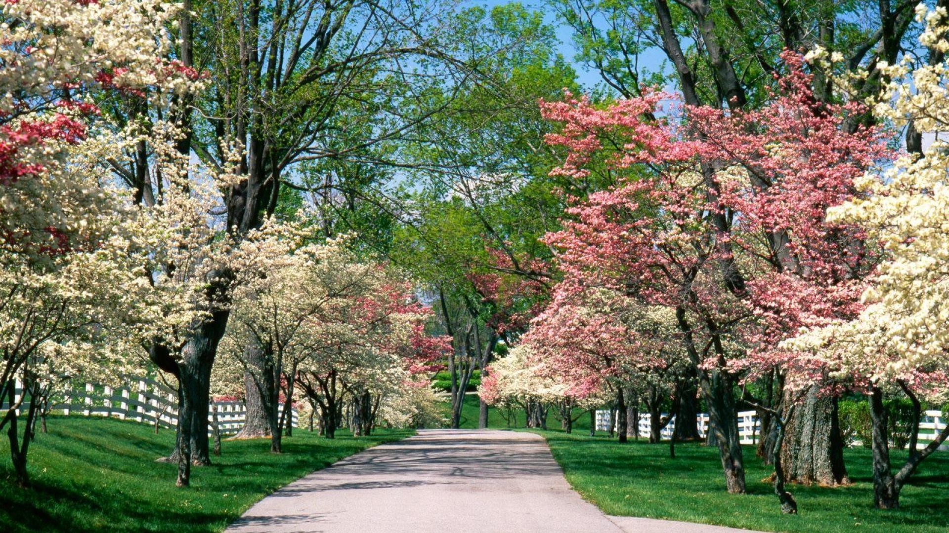 General 1920x1080 park spring blossoms path trees outdoors