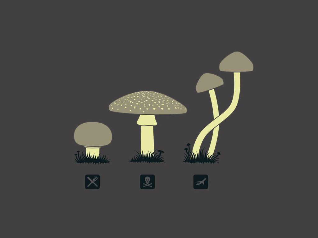 General 1024x768 mushroom food drugs death simple background humor