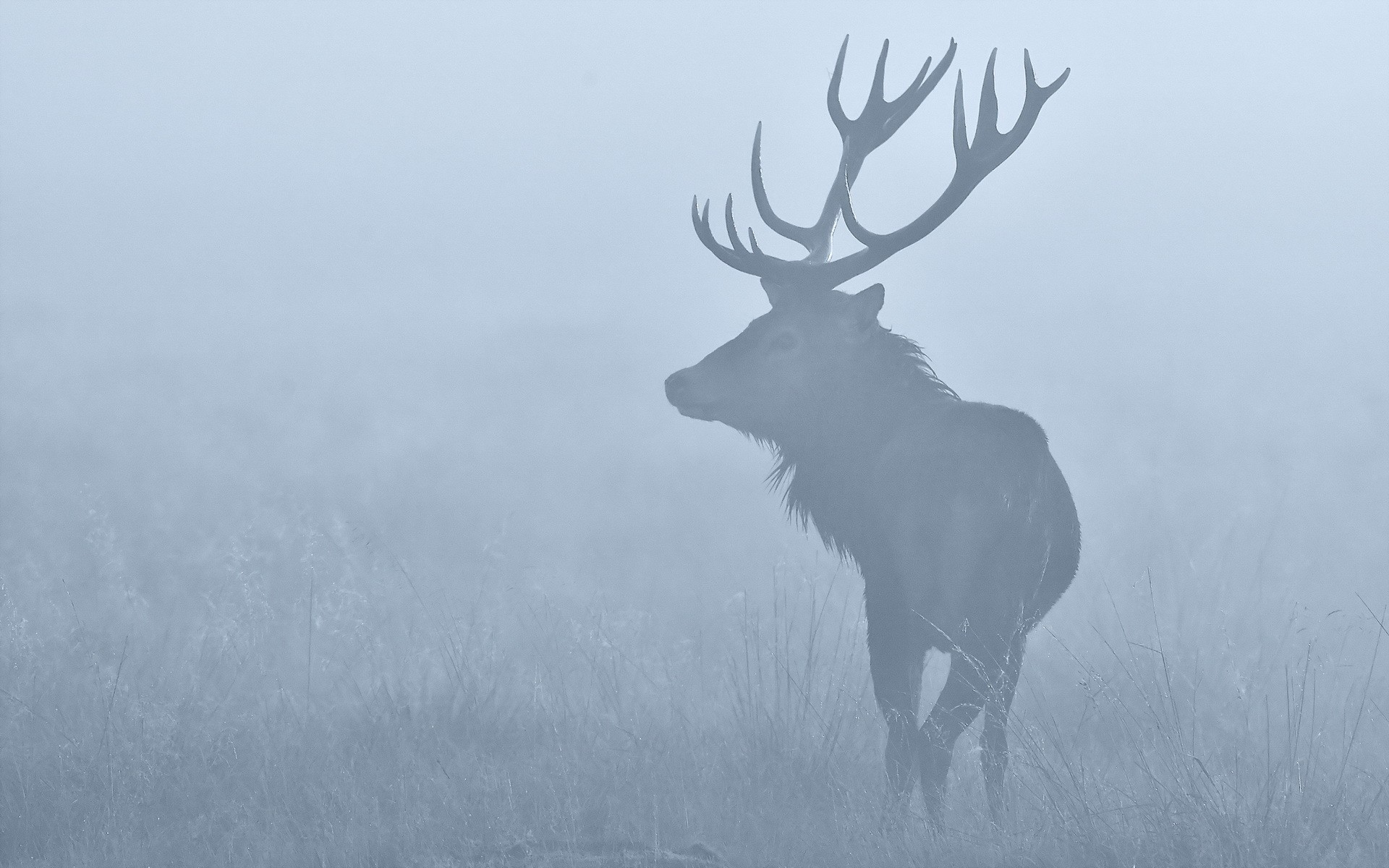 General 1920x1200 animals nature deer mist mammals outdoors