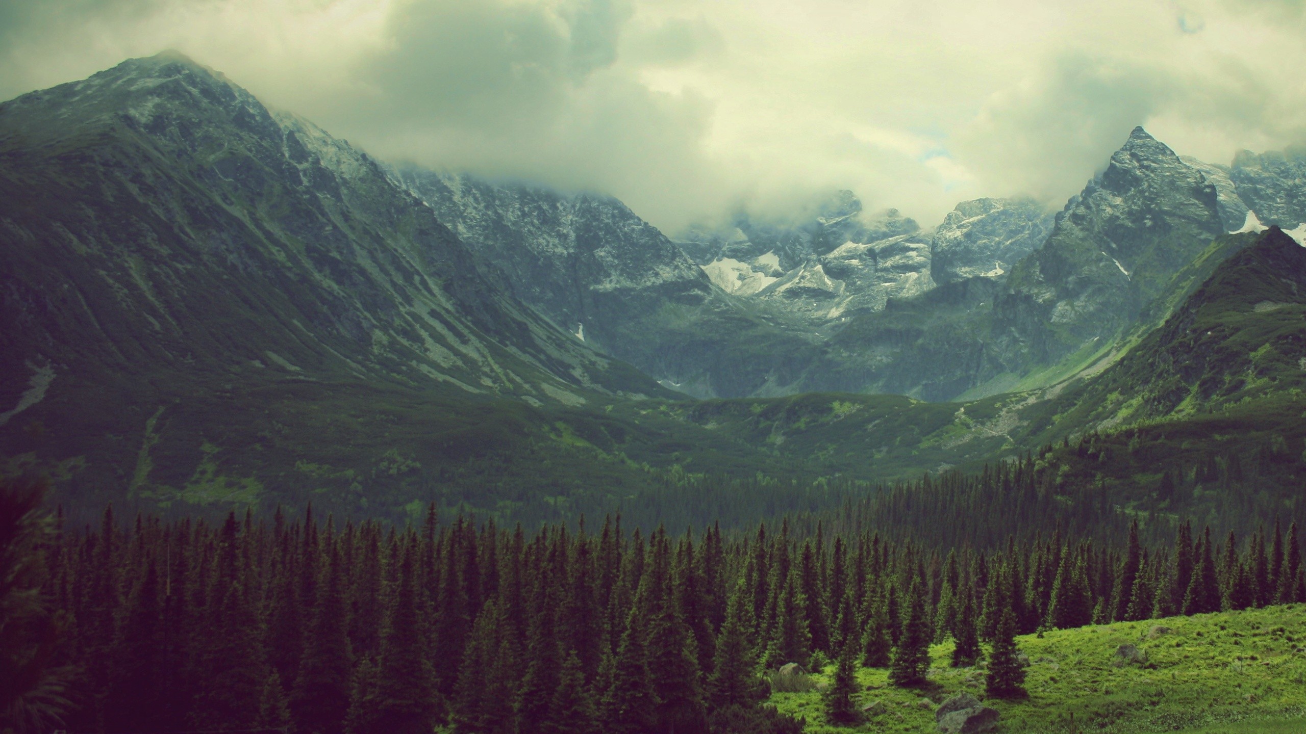General 2560x1440 mountains valley pine trees landscape nature forest clearing Tatra Mountains