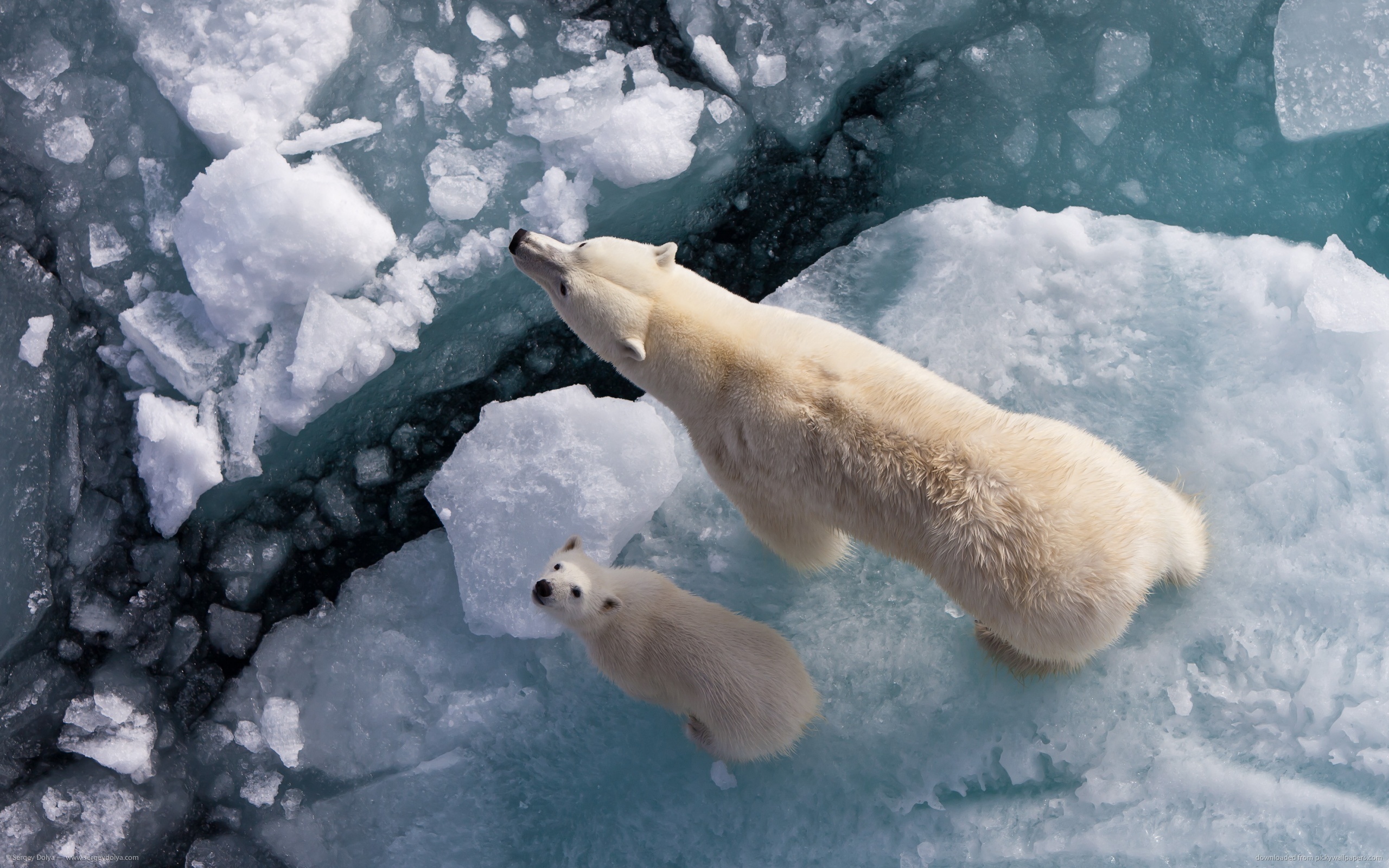 General 2560x1600 polar bears cubs ice looking up baby animals animals Arctic mammals nature