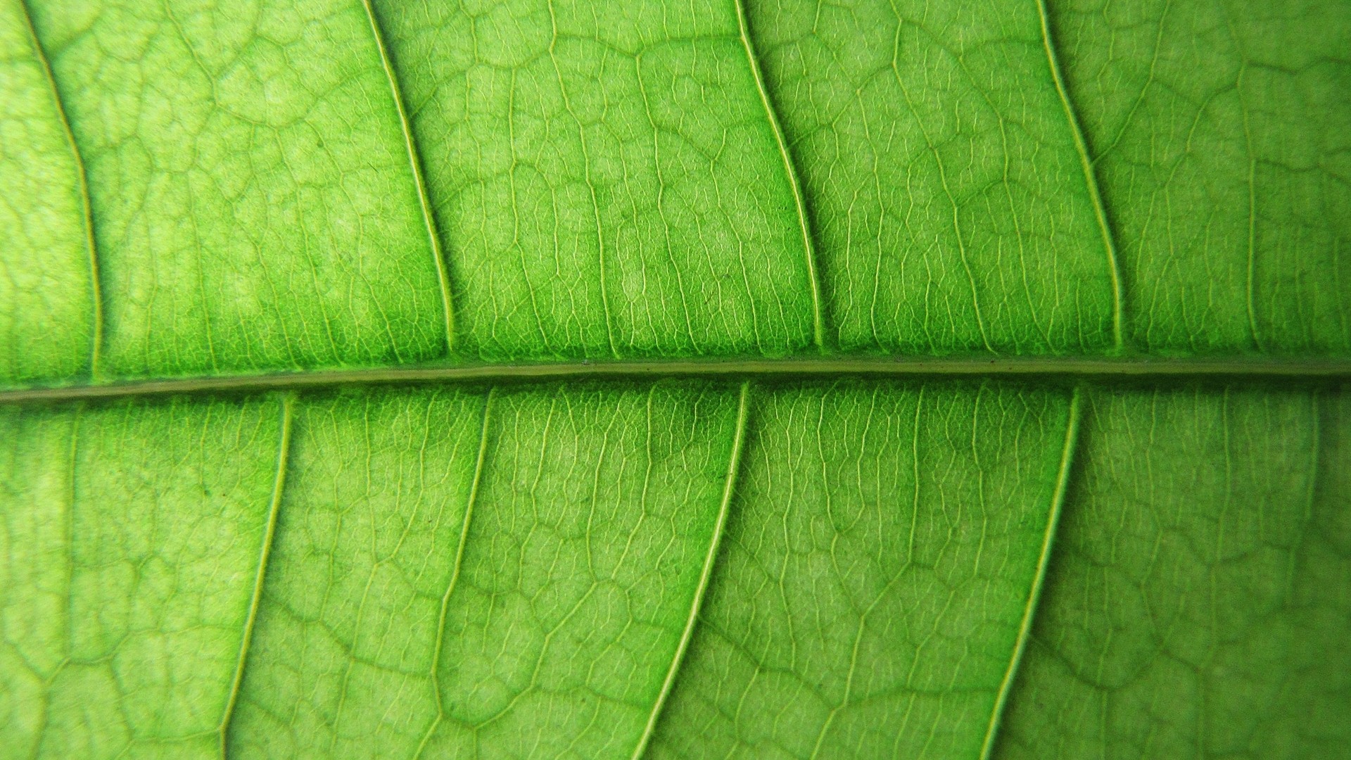 General 1920x1080 nature leaves plants macro