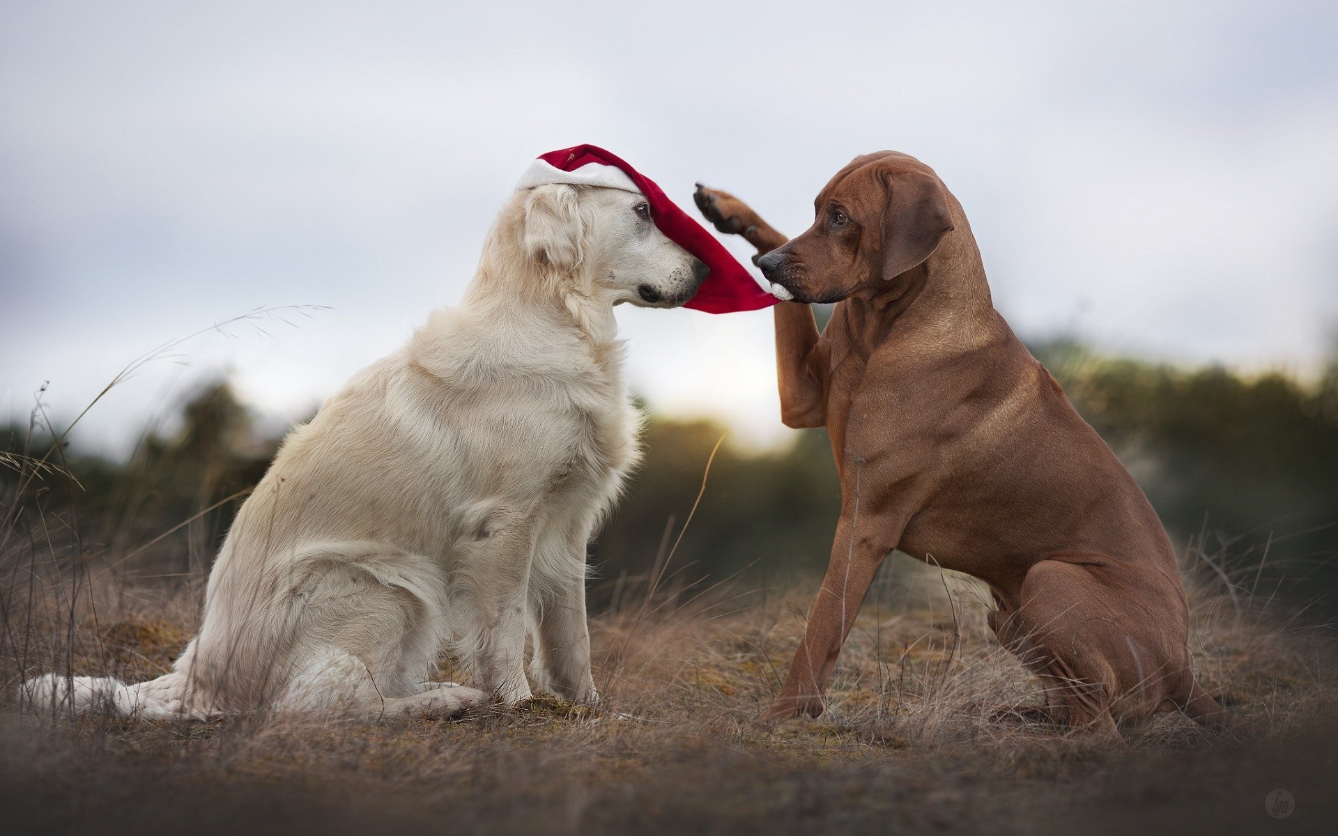 General 1920x1200 animals dog Santa hats Labrador Retriever mammals outdoors