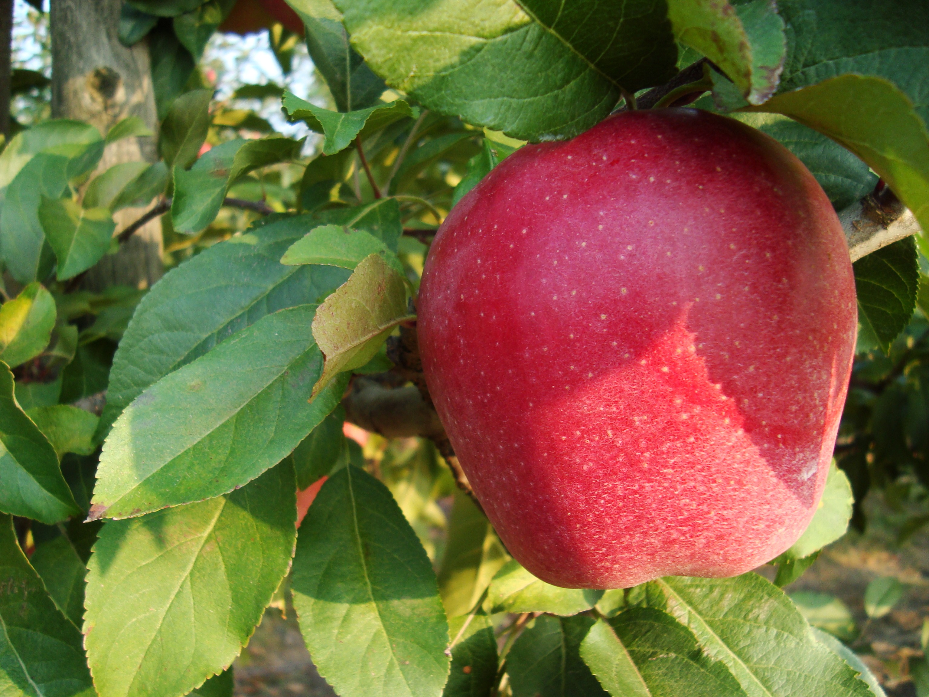 General 3072x2304 apples plants fruit food leaves closeup natural light sunlight depth of field