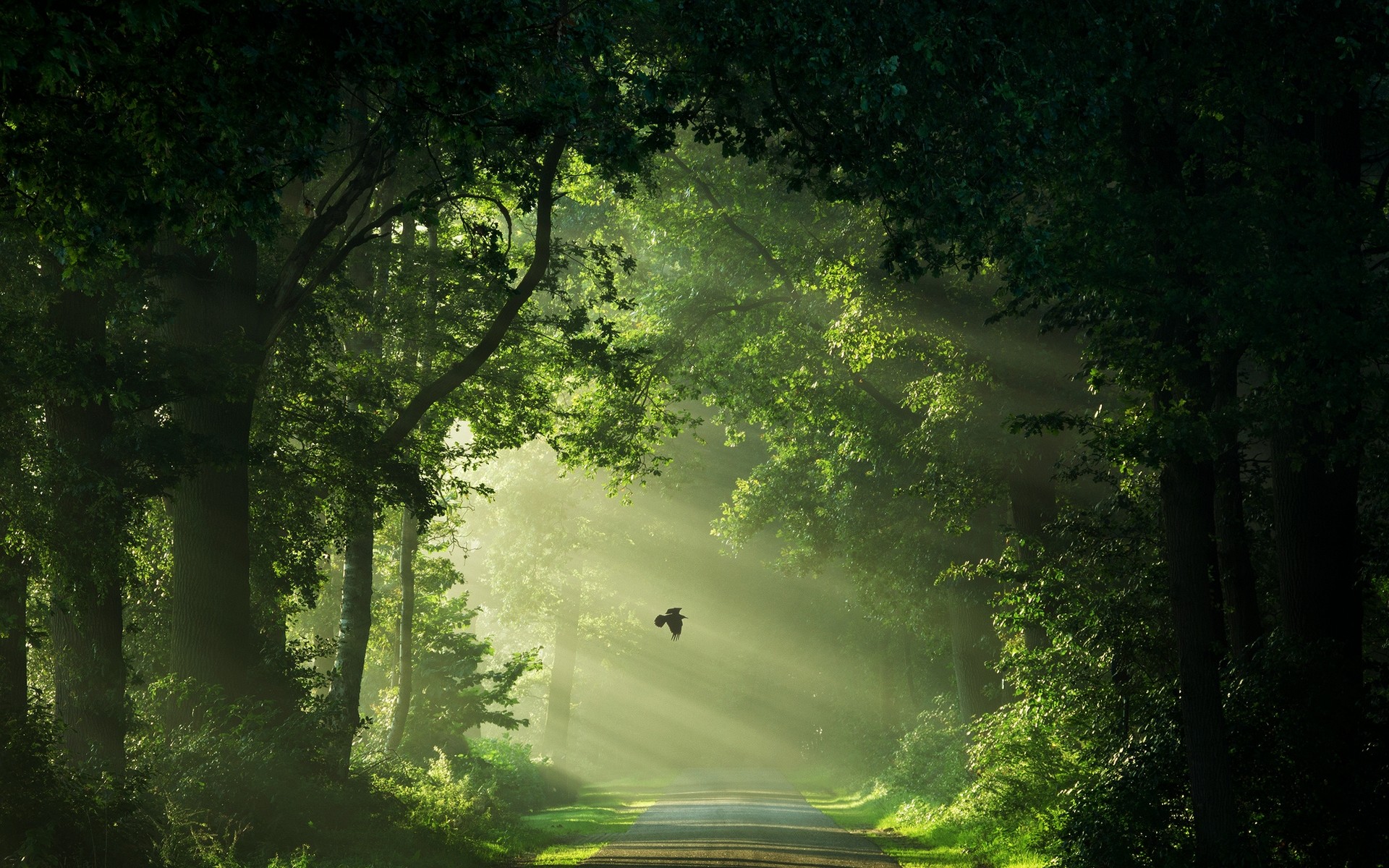 General 1920x1200 nature Netherlands mist road flying green sun rays morning trees shrubs path