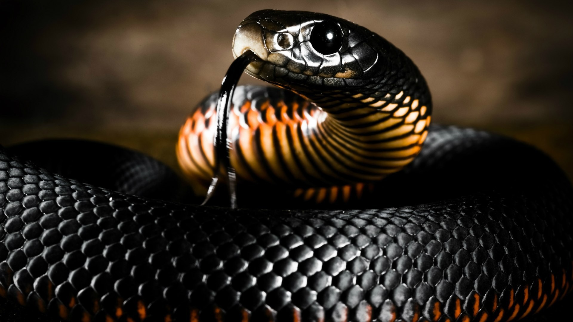 General 1920x1080 nature animals reptiles snake skin tongues depth of field Ring Snake