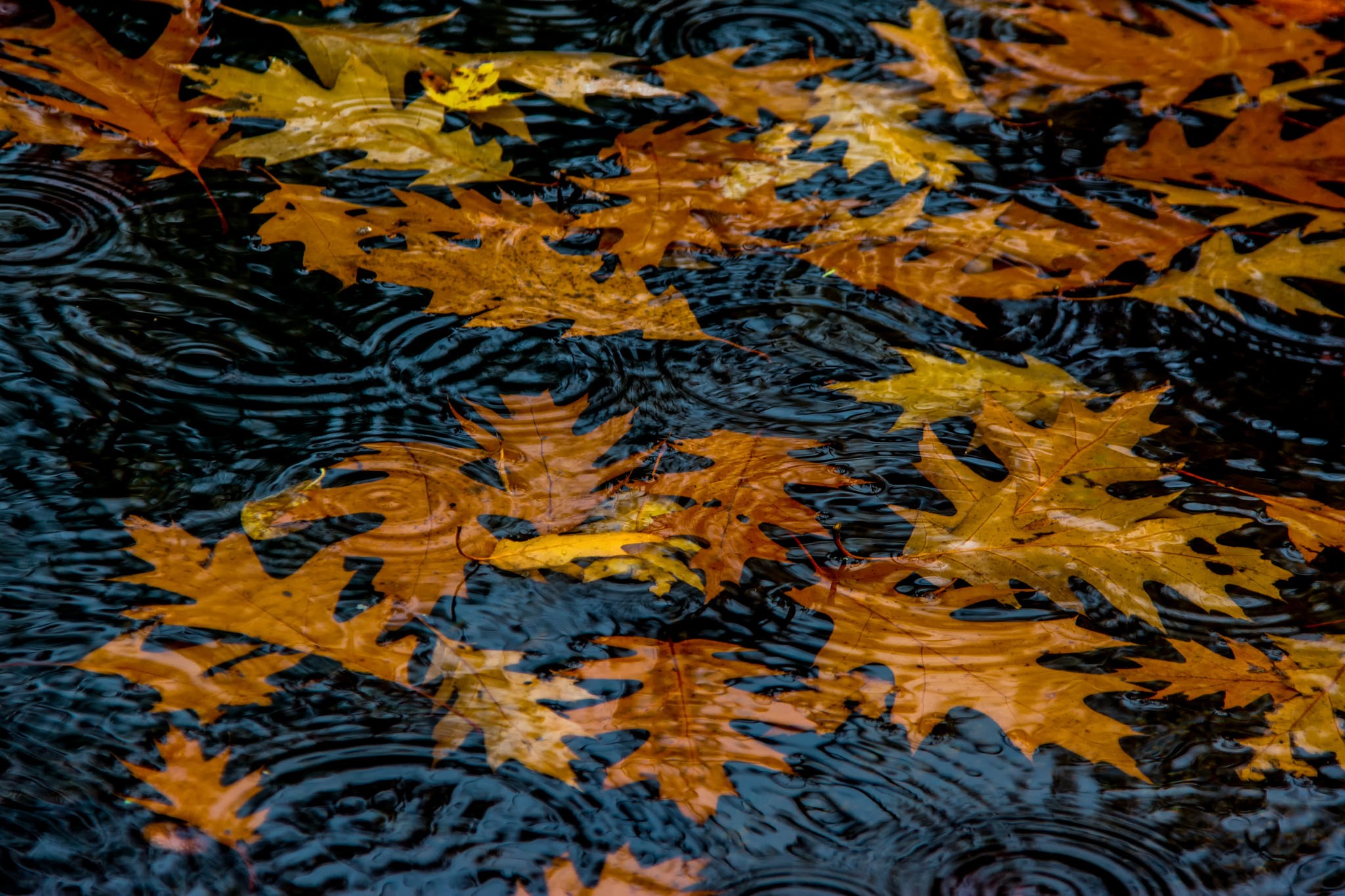 General 2048x1365 fallen leaves pond waves fall leaves plants outdoors