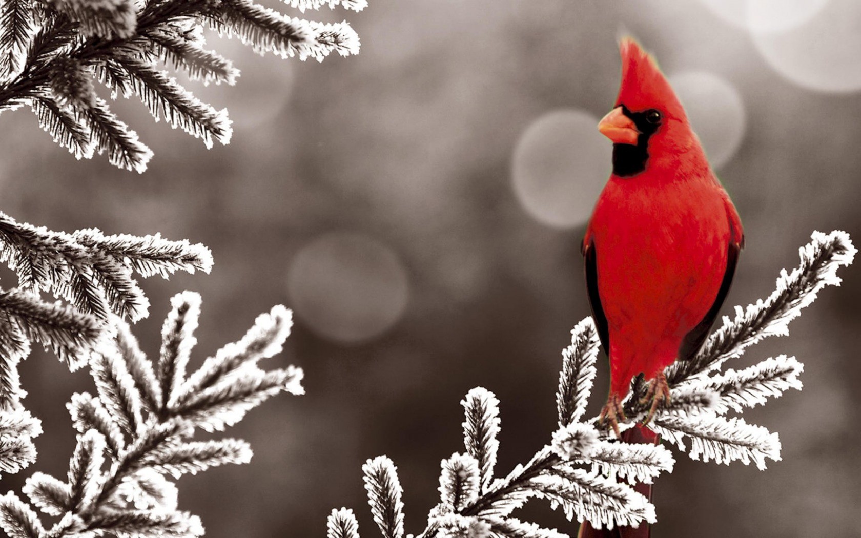 General 1680x1050 animals birds colorful frost cardinals cold plants ice winter