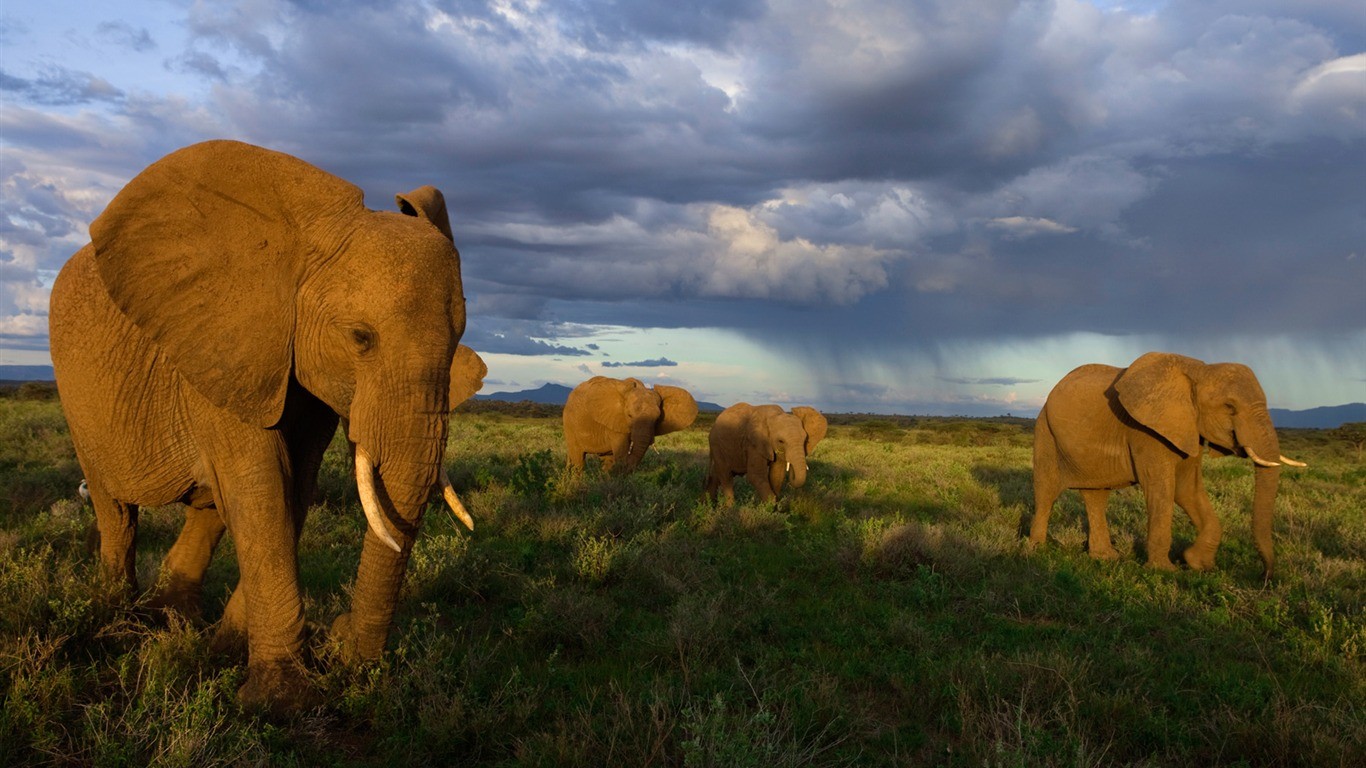 General 1366x768 animals elephant mammals Africa field overcast wildlife
