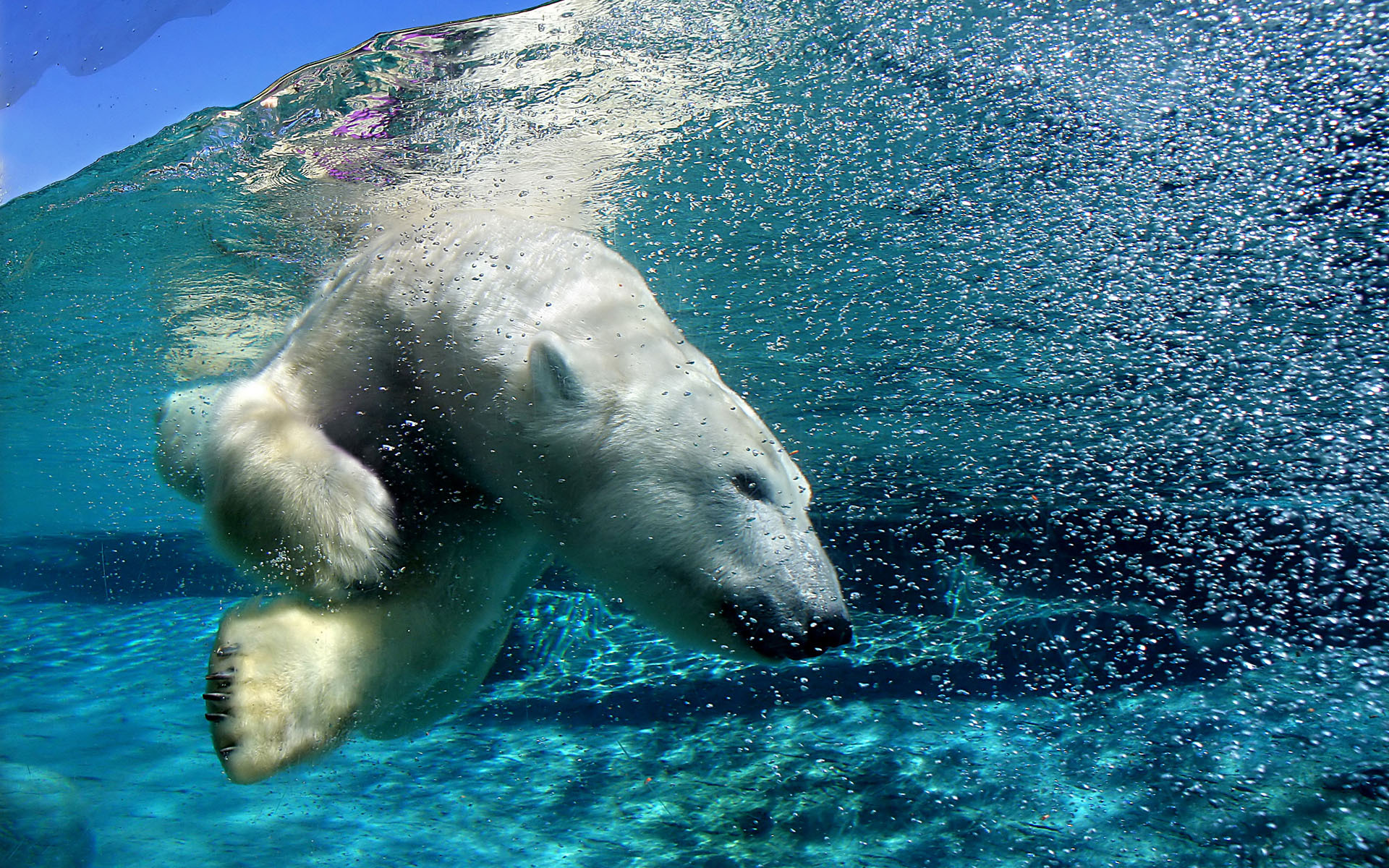 General 1920x1200 polar bears animals water split view nature mammals underwater