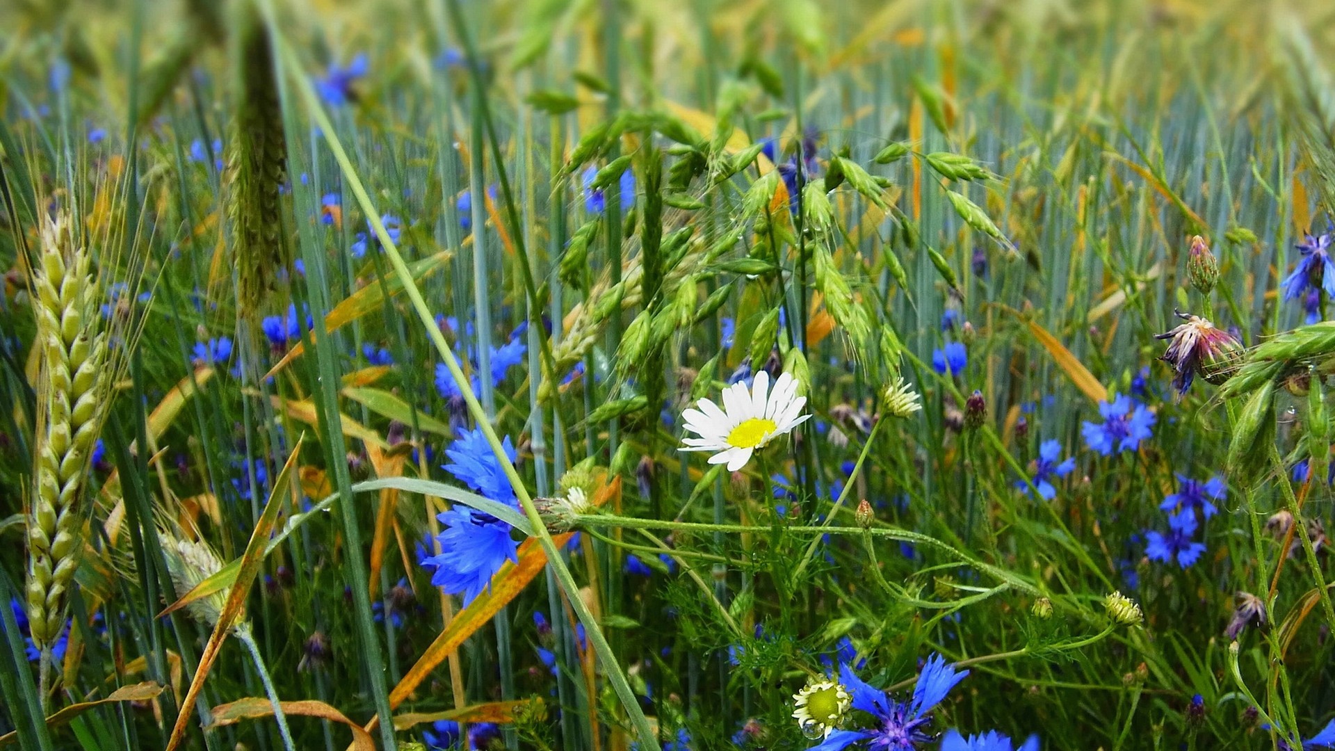 General 1920x1080 flowers grass blue flowers plants outdoors colorful
