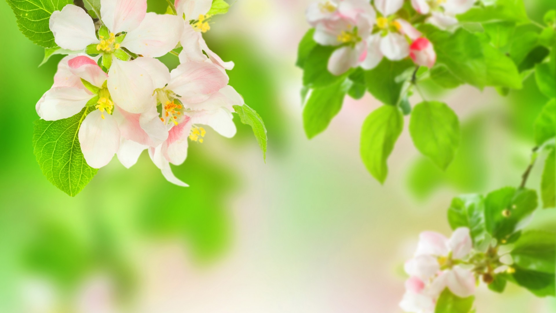 General 1920x1080 blossoms branch leaves spring green background flowers plants nature vibrant