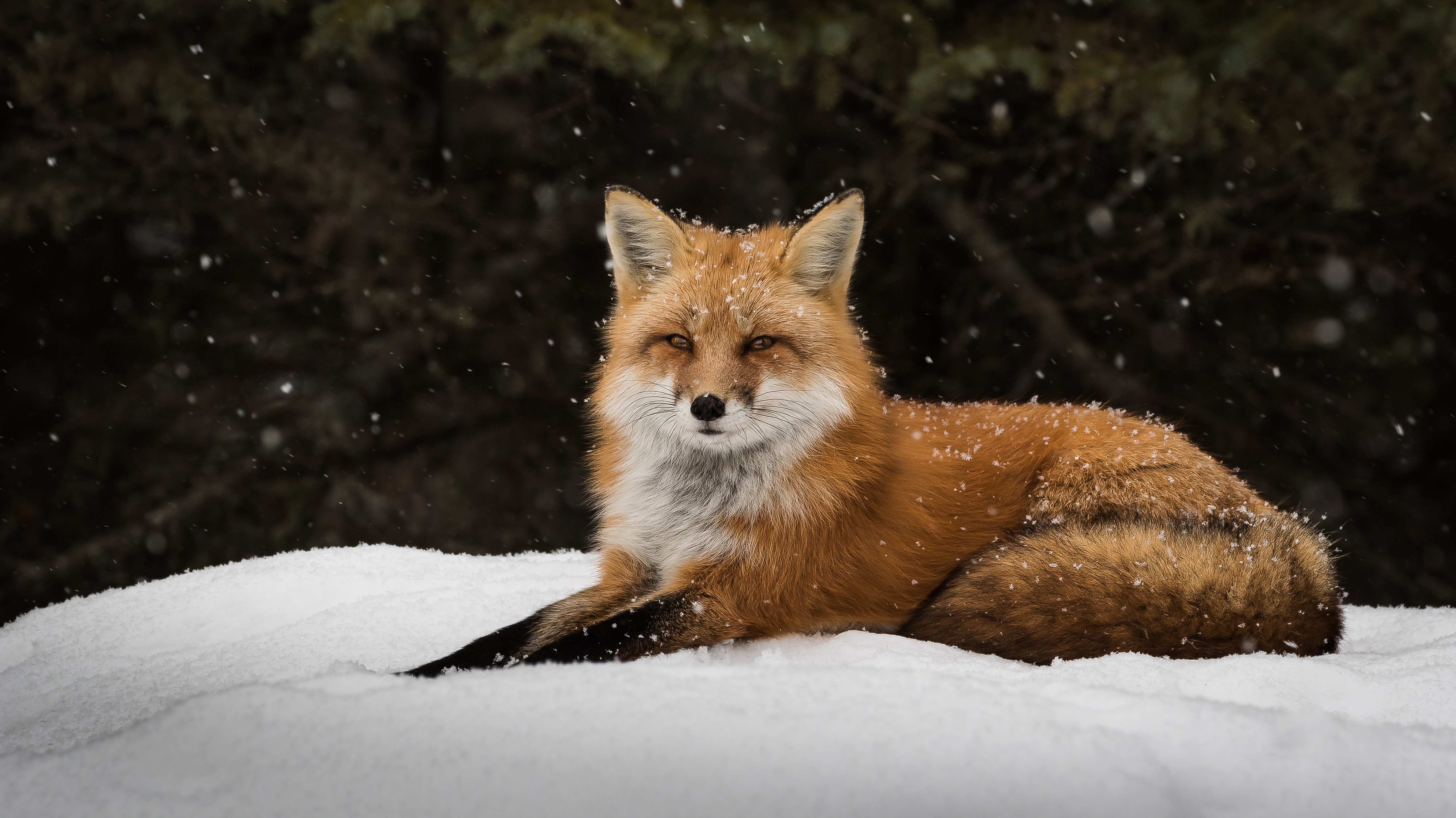 General 5472x3078 fox winter snow animals mammals