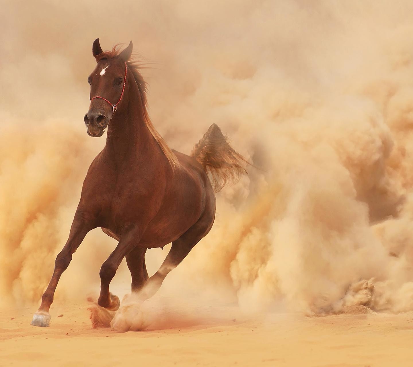 General 1440x1280 dust sand brown animals horse outdoors mammals