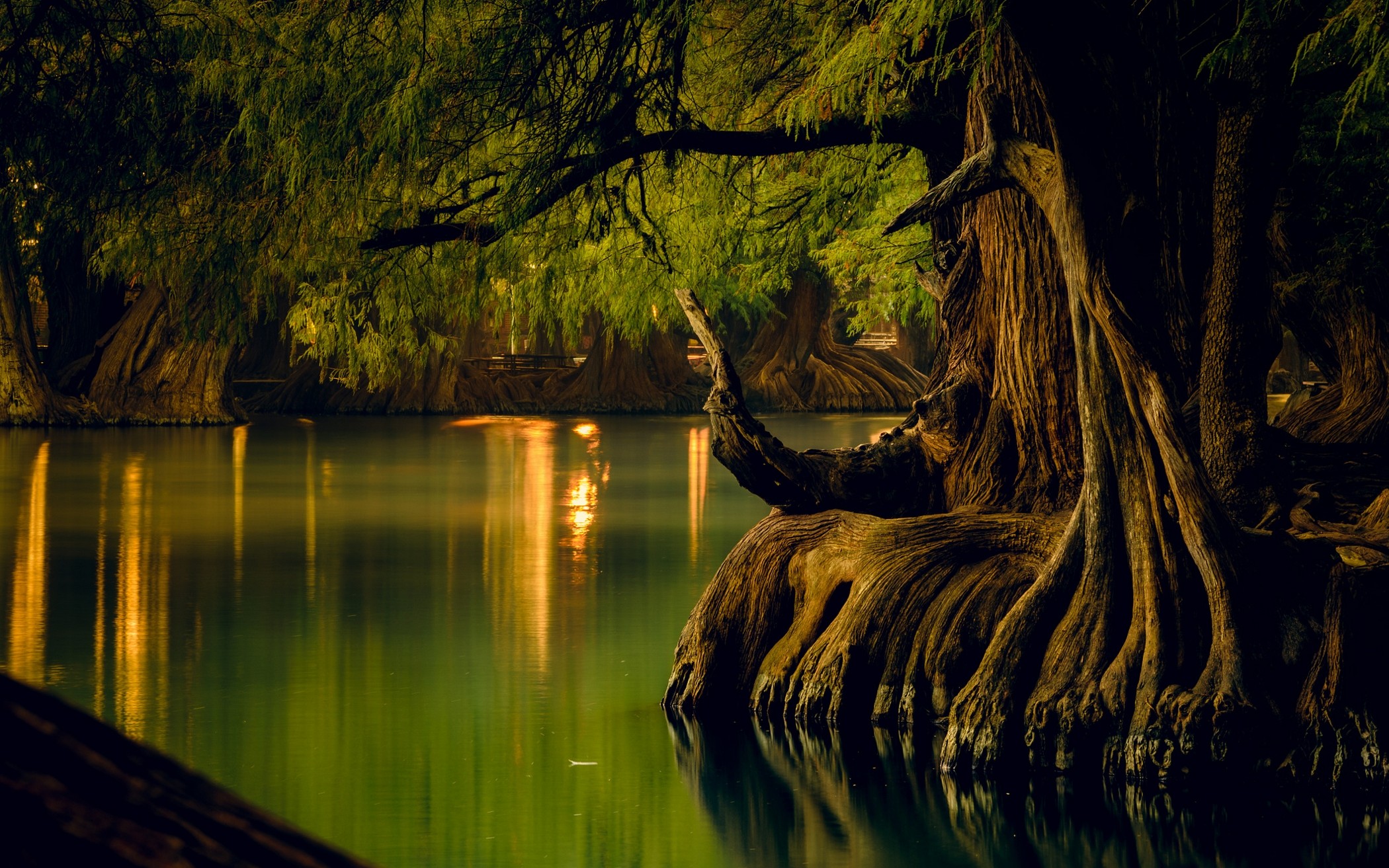 General 2100x1313 nature lake forest water reflection trees roots calm Mexico low light