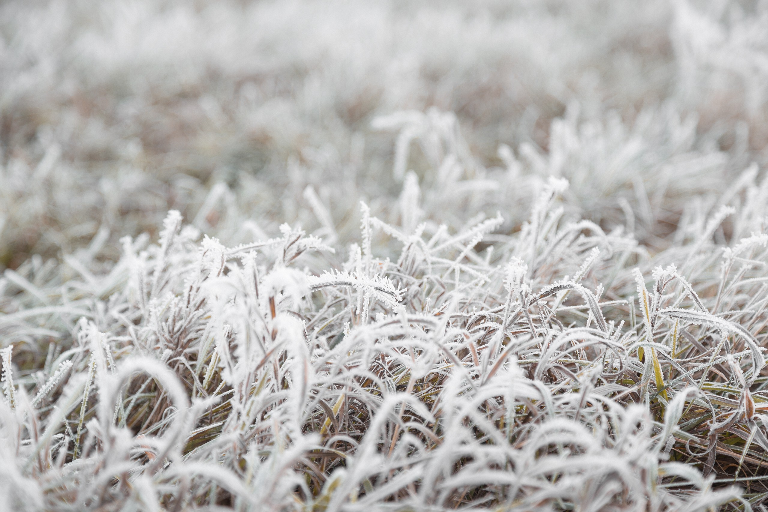 General 2560x1707 nature grass cold frost outdoors plants