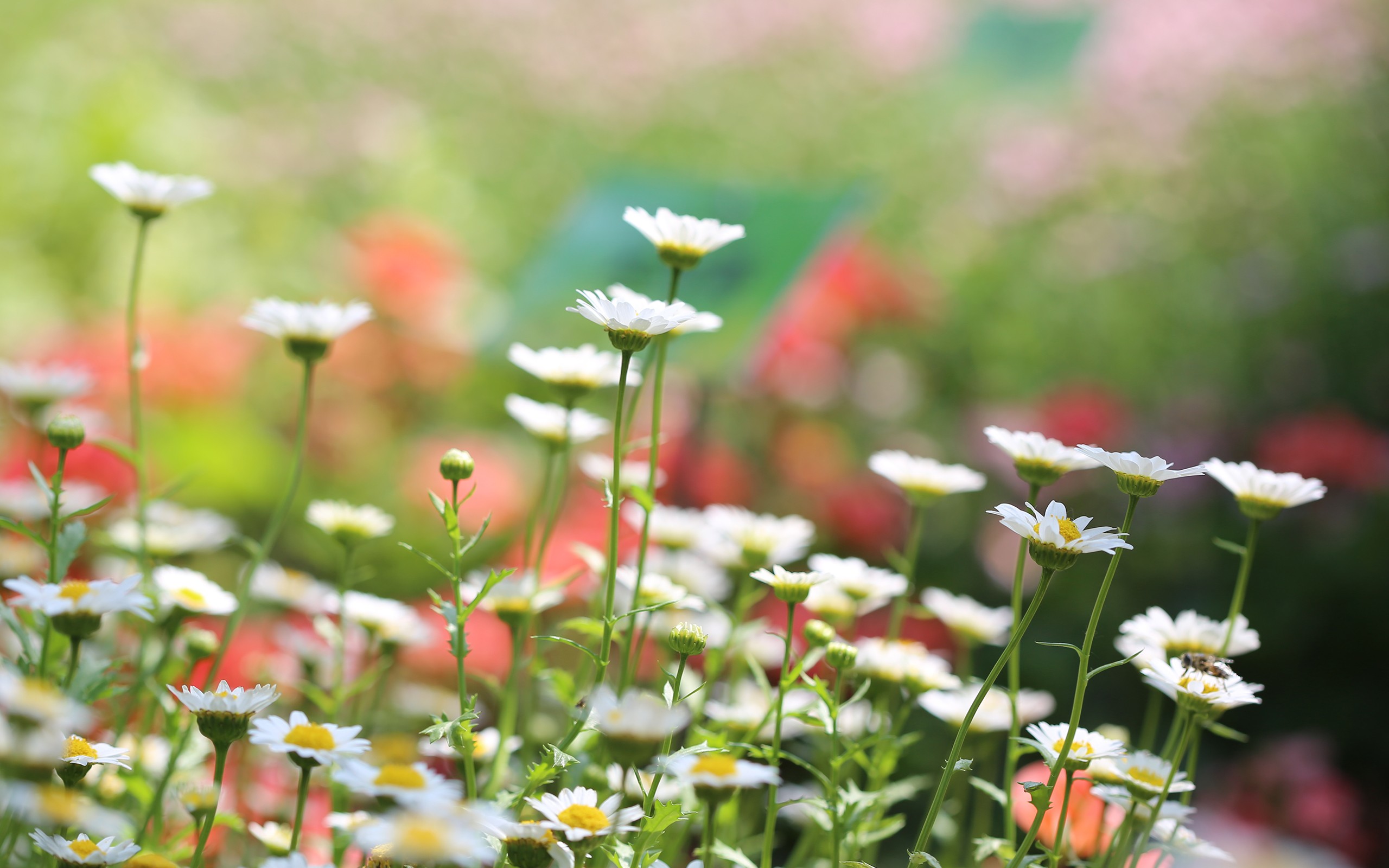 General 2560x1600 depth of field white flowers flowers nature macro daisies chamomile plants outdoors