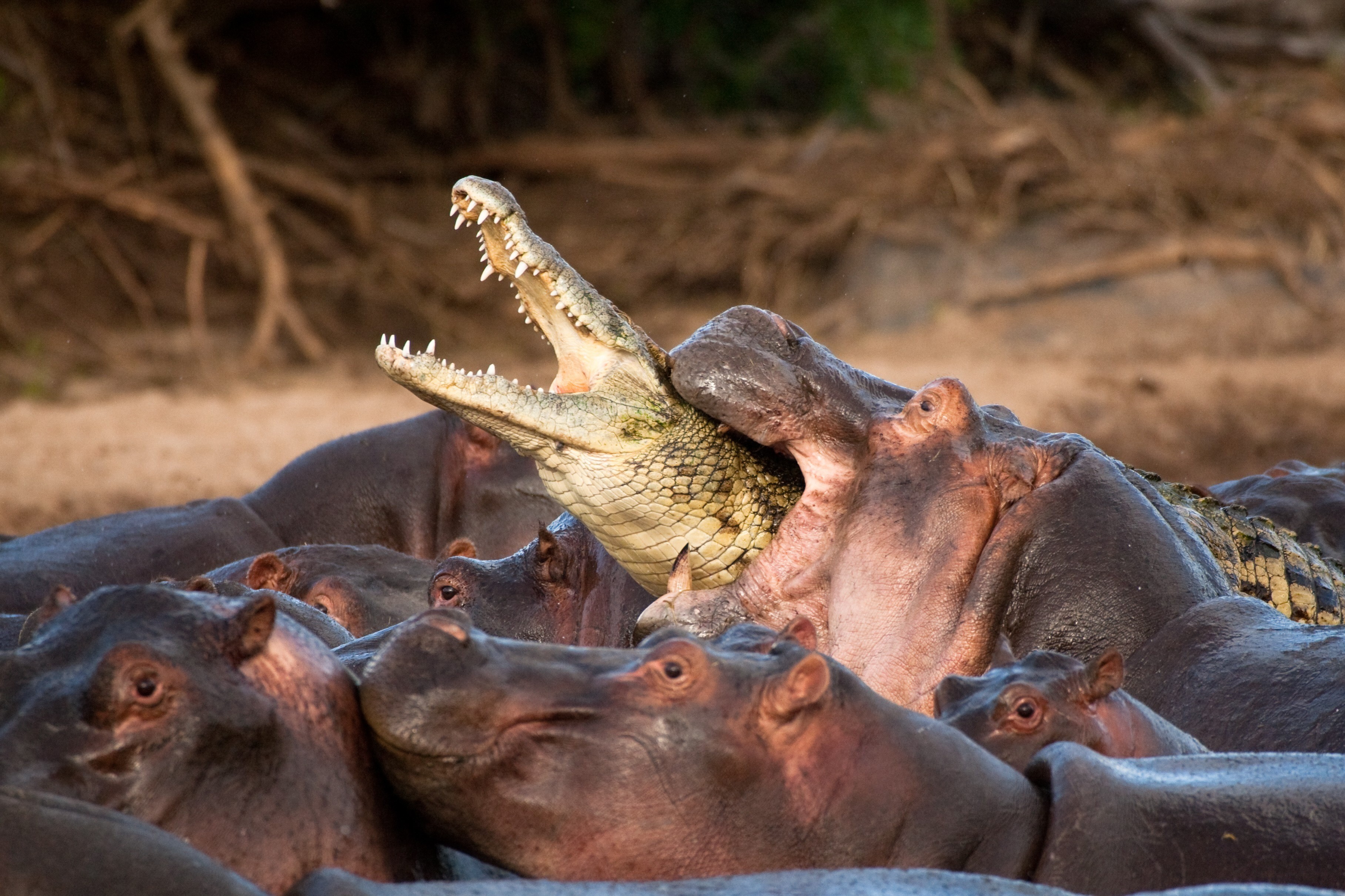 General 3632x2421 animals hippos crocodiles reptiles nature biting branch