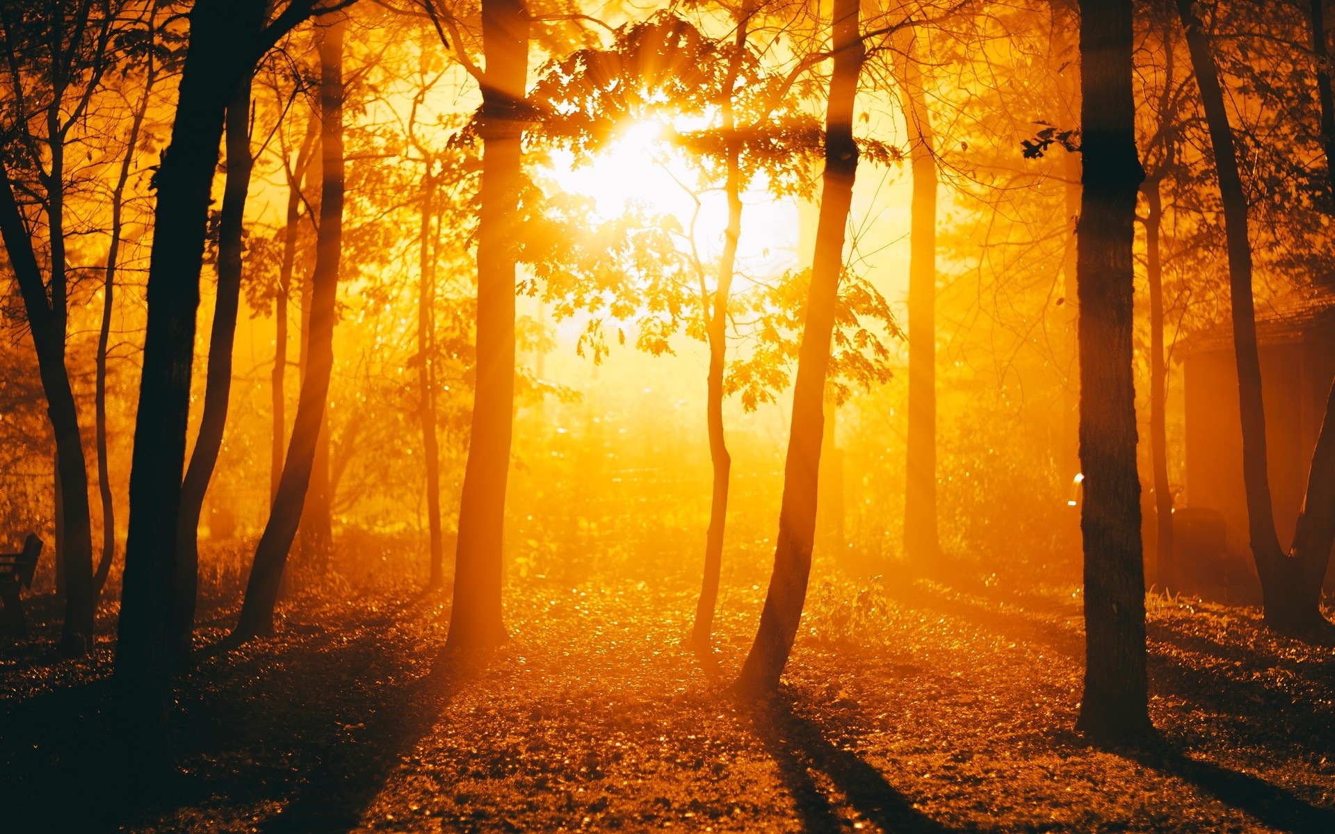General 1920x1200 sunlight trees golden hour silhouette forest nature
