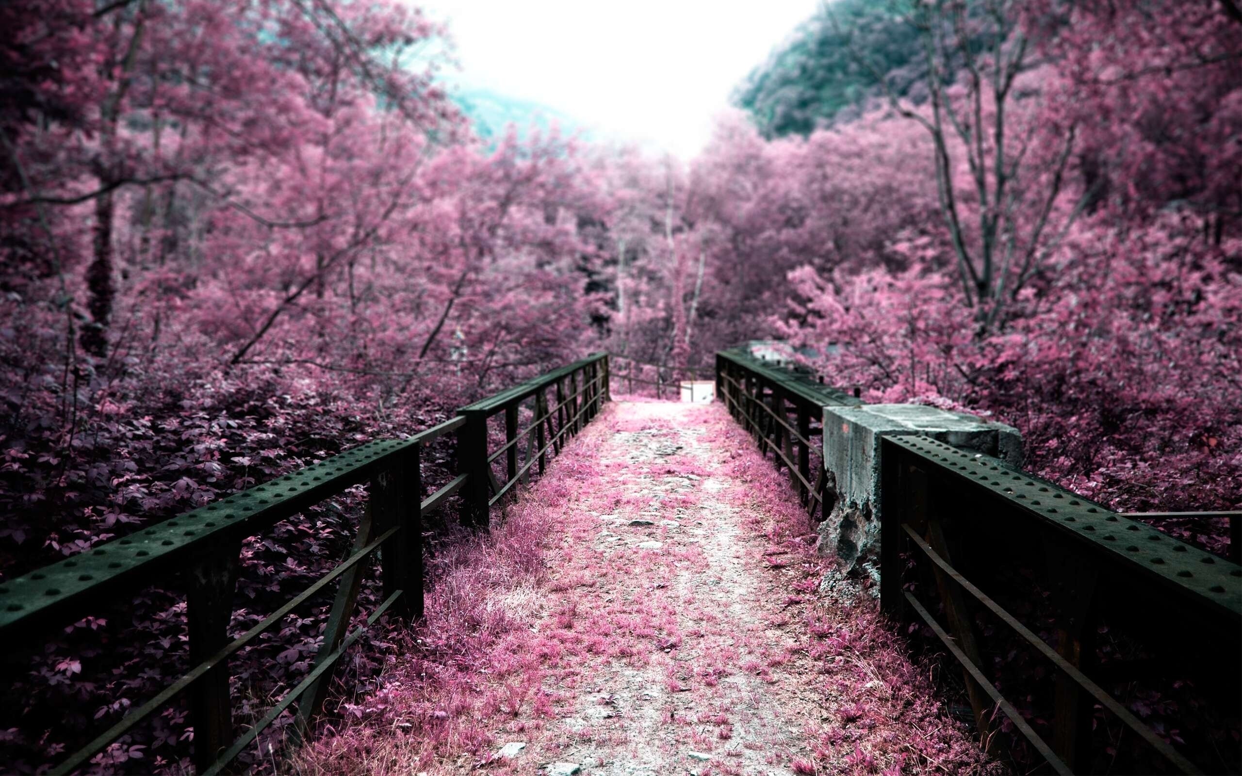 General 2560x1600 pink bridge nature cherry blossom path landscape infrared