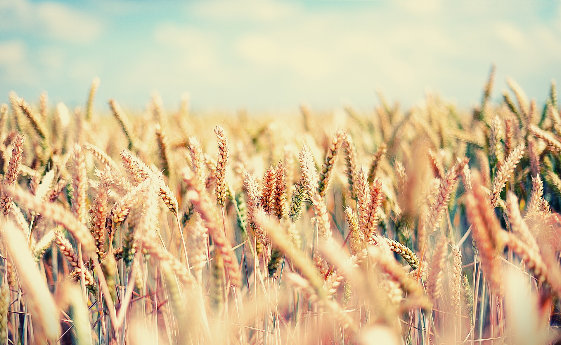 General 1920x1180 wheat Agro (Plants) plants colorful