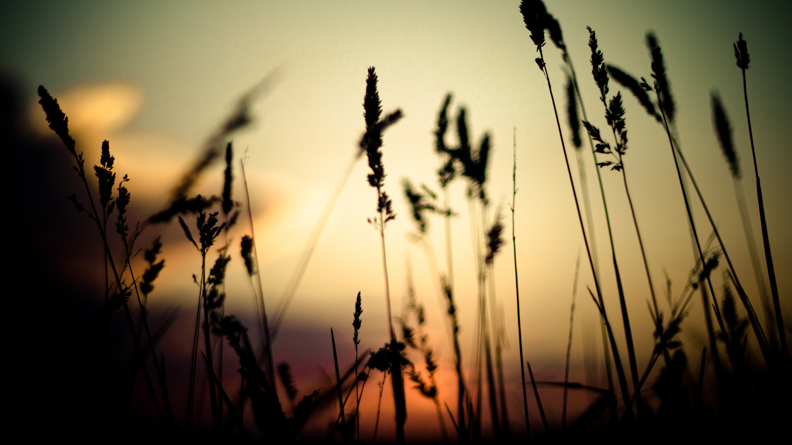 General 2560x1440 grass nature depth of field spikelets sunset silhouette plants macro