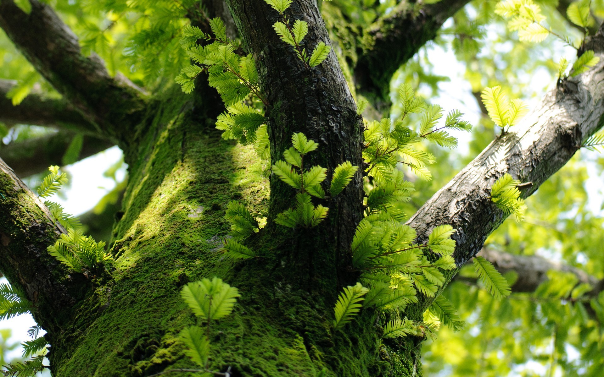 General 1920x1200 trees nature moss leaves macro branch green plants outdoors
