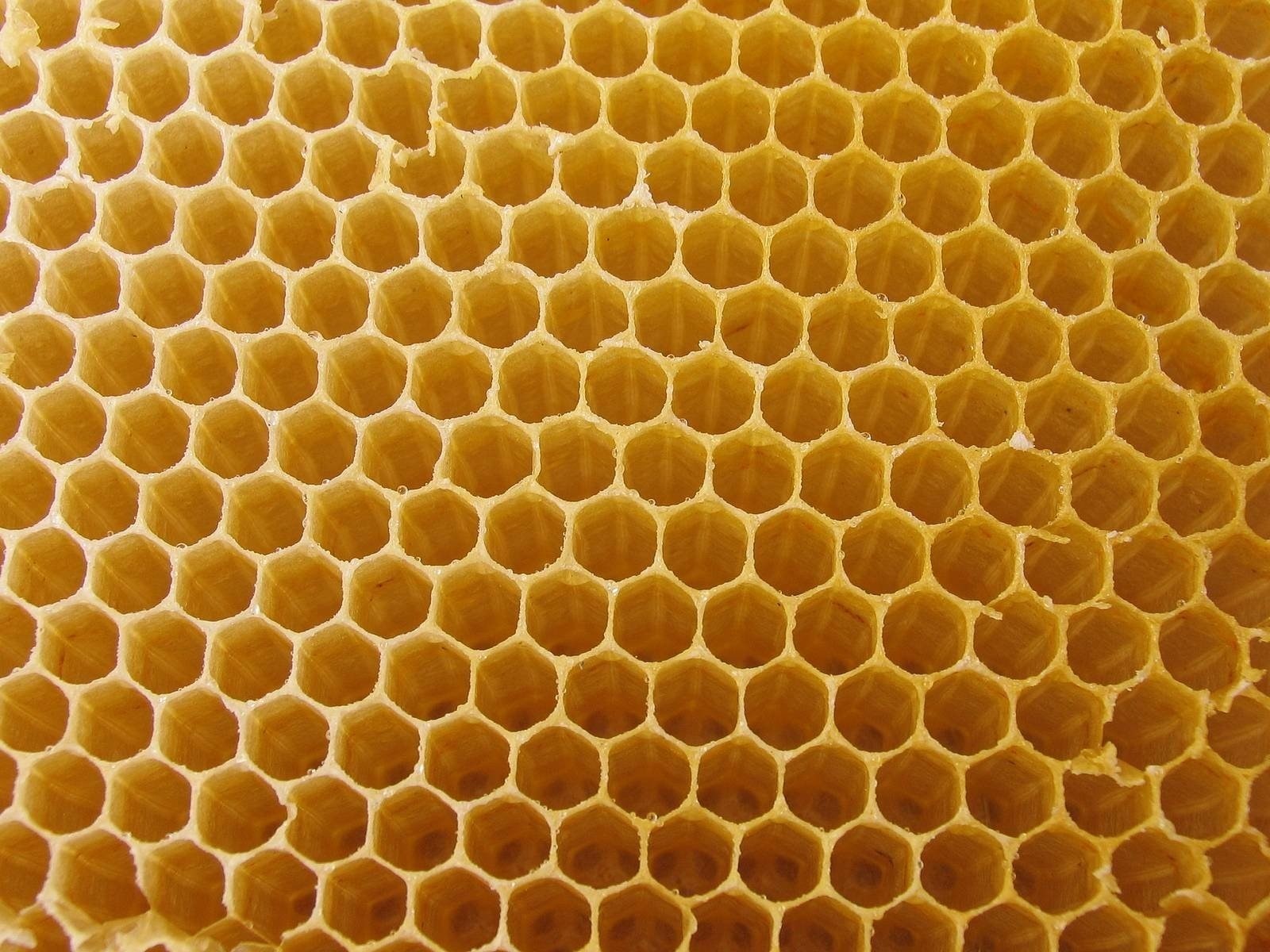 General 1600x1200 honey nature honeycombs texture