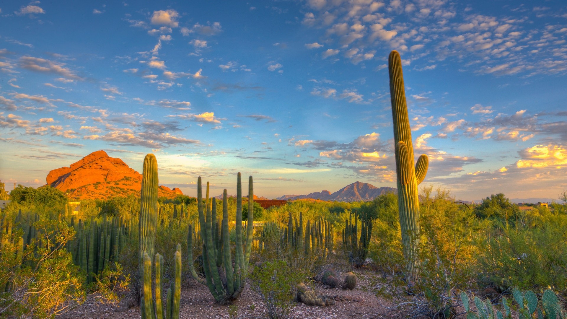 General 1920x1080 landscape nature desert cactus mountains Arizona USA plants outdoors sky