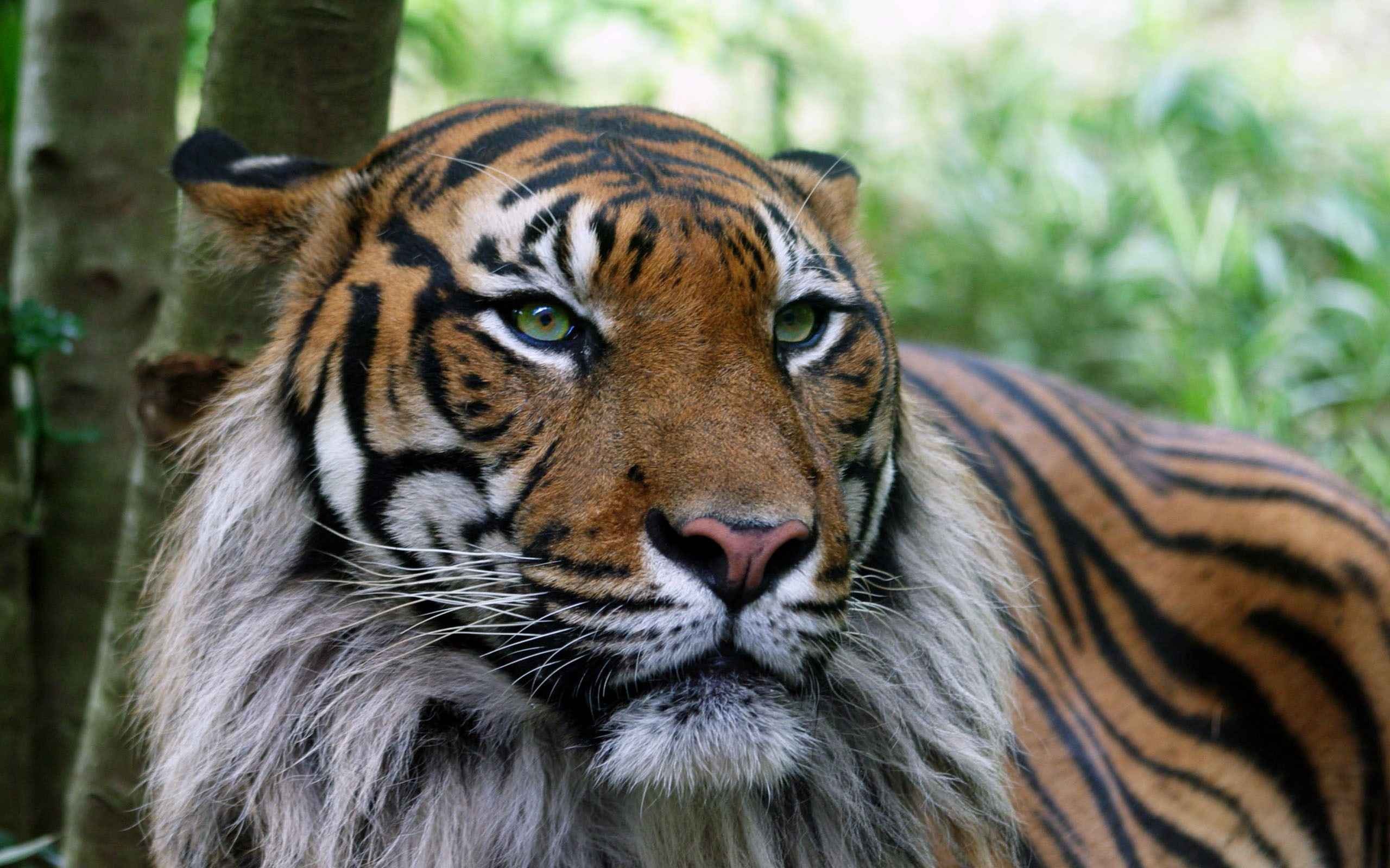 General 2560x1600 big cats animals mammals green eyes tiger