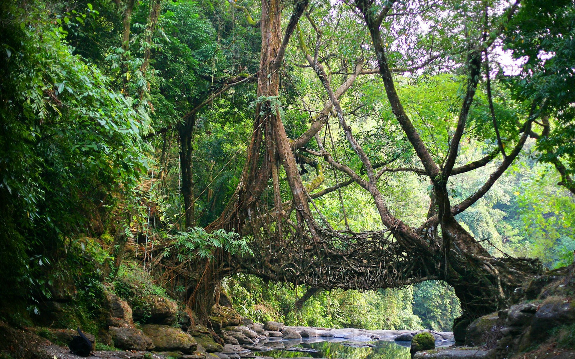 General 1920x1200 nature India bridge jungle roots trees Root creeks plants outdoors