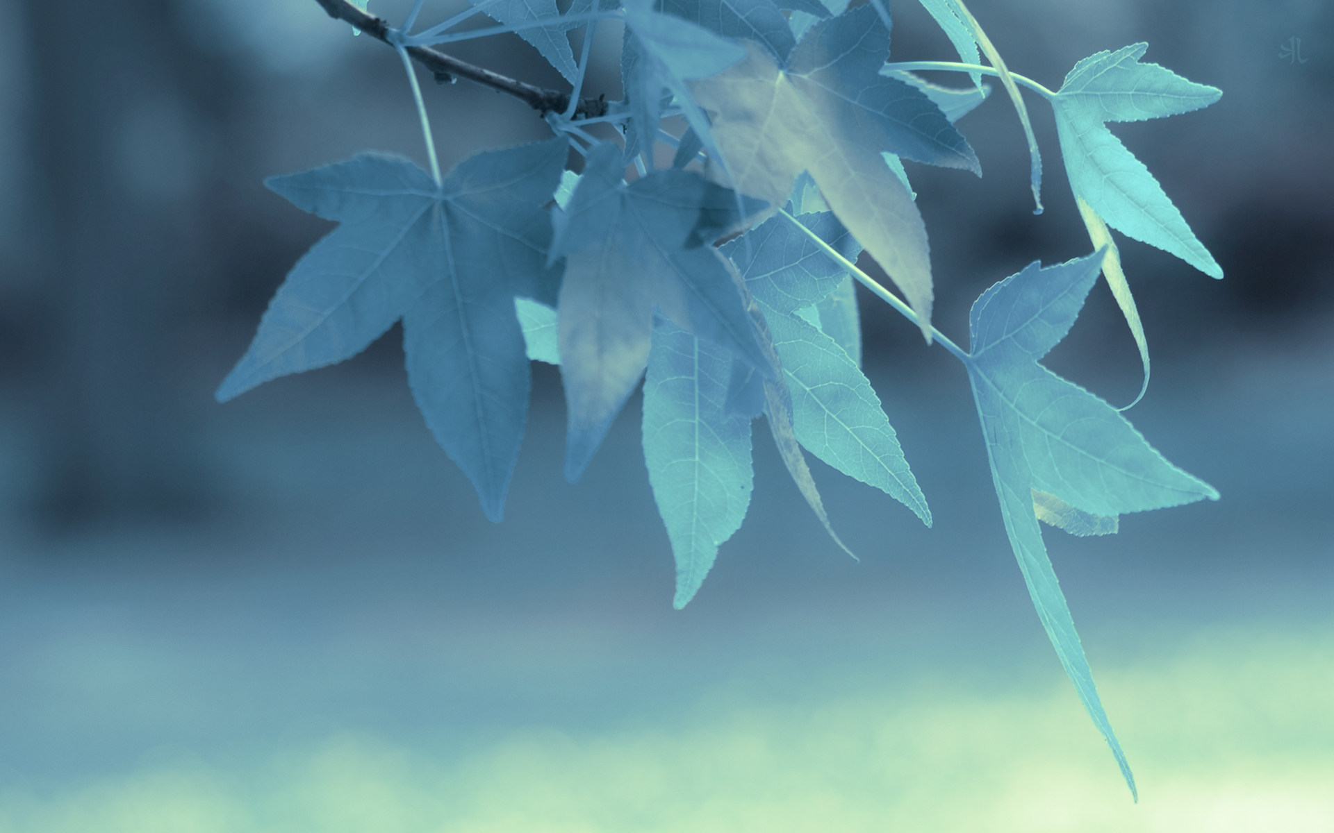 General 1920x1200 depth of field leaves nature macro plants blue branch outdoors