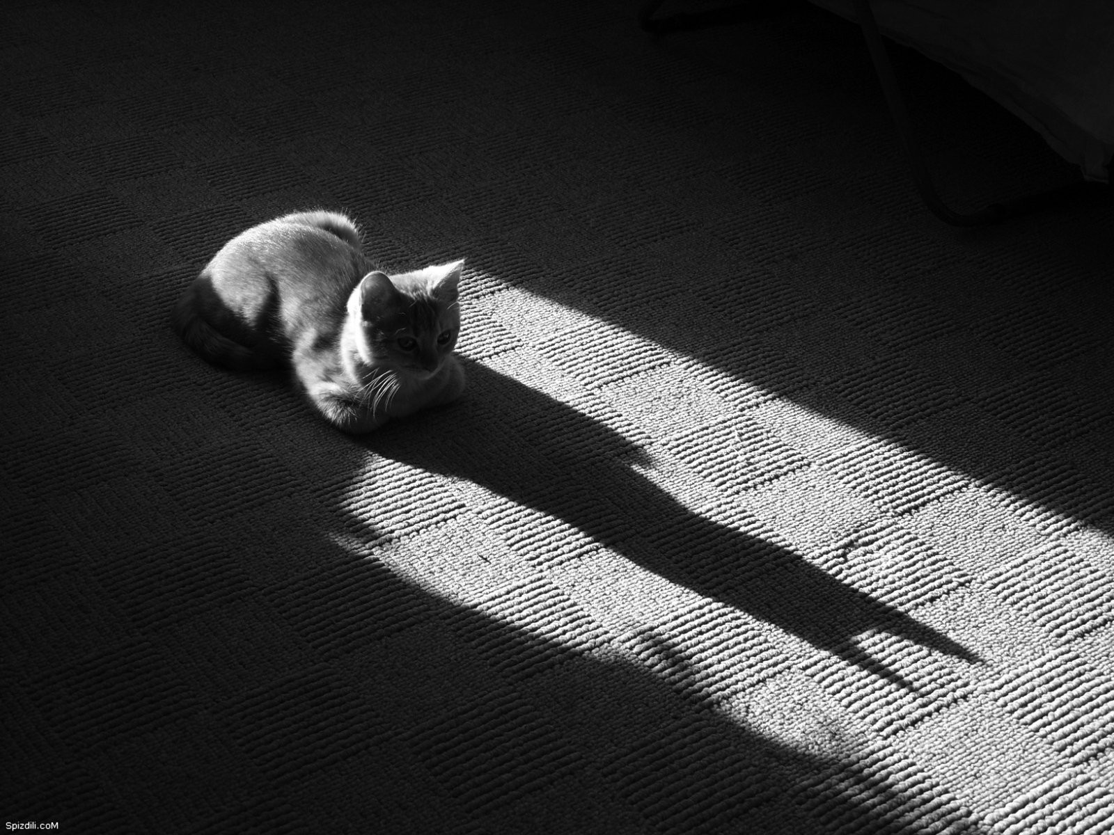 General 1600x1200 cats feline shadow natural light low light monochrome animals mammals